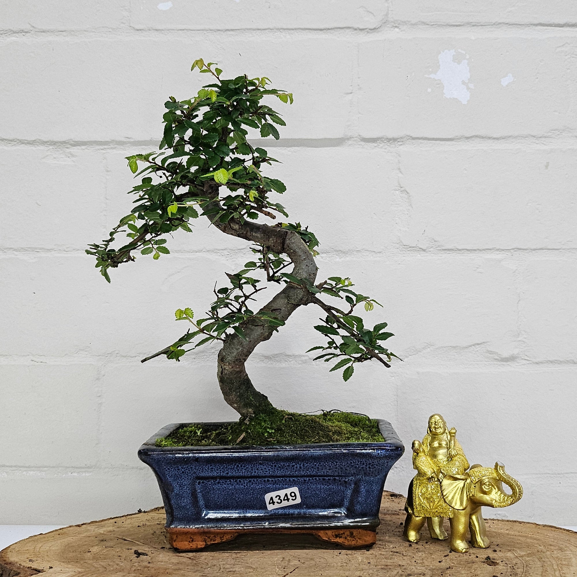 Chinese Elm (Ulmus Parvifolia) Bonsai Tree | Shaped | In 15cm Pot  | S251975