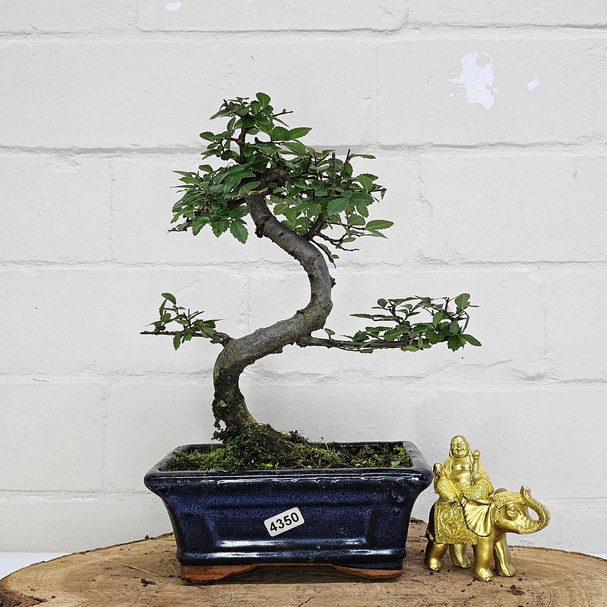 Chinese Elm (Ulmus Parvifolia) Bonsai Tree | Shaped | In 15cm Pot  | S251975