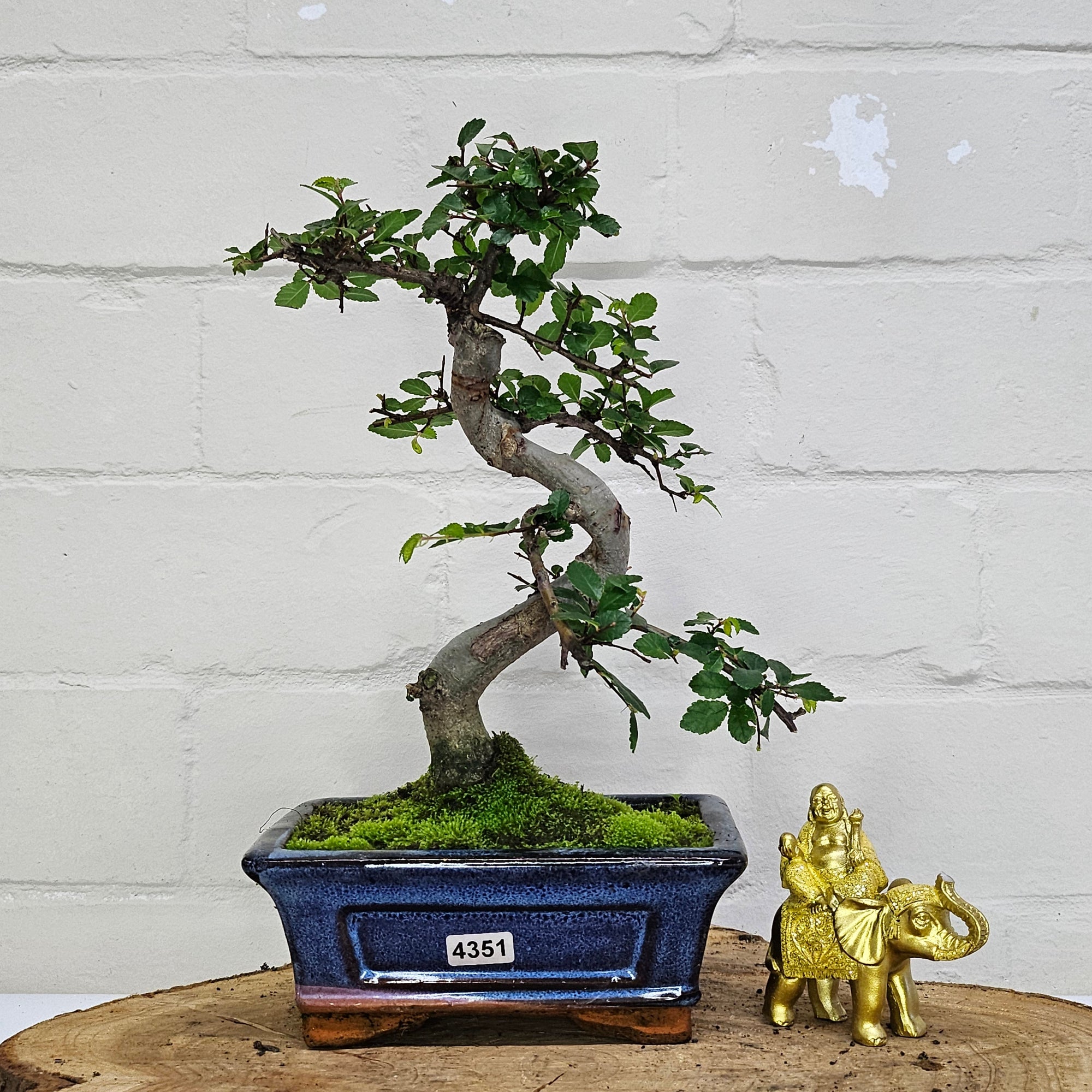 Chinese Elm (Ulmus Parvifolia) Bonsai Tree | Shaped | In 15cm Pot  | S251975