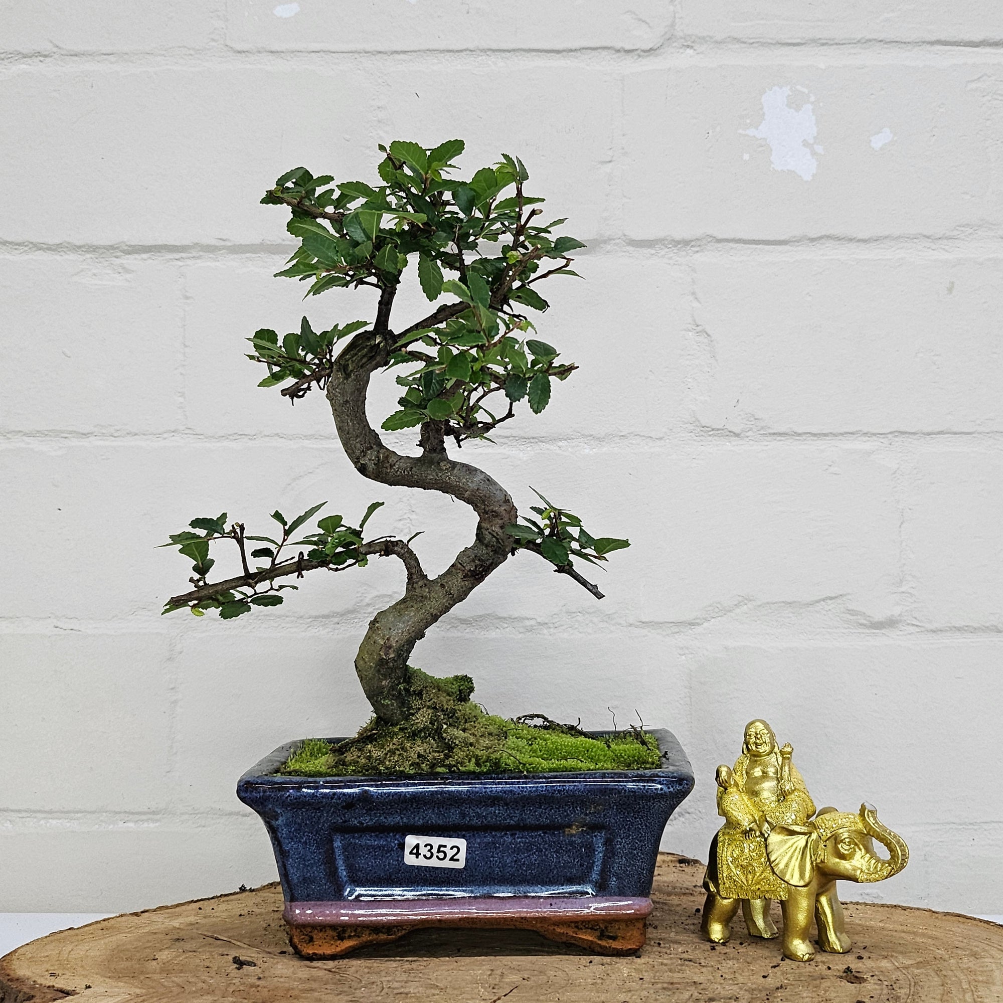 Chinese Elm (Ulmus Parvifolia) Bonsai Tree | Shaped | In 15cm Pot  | S251975