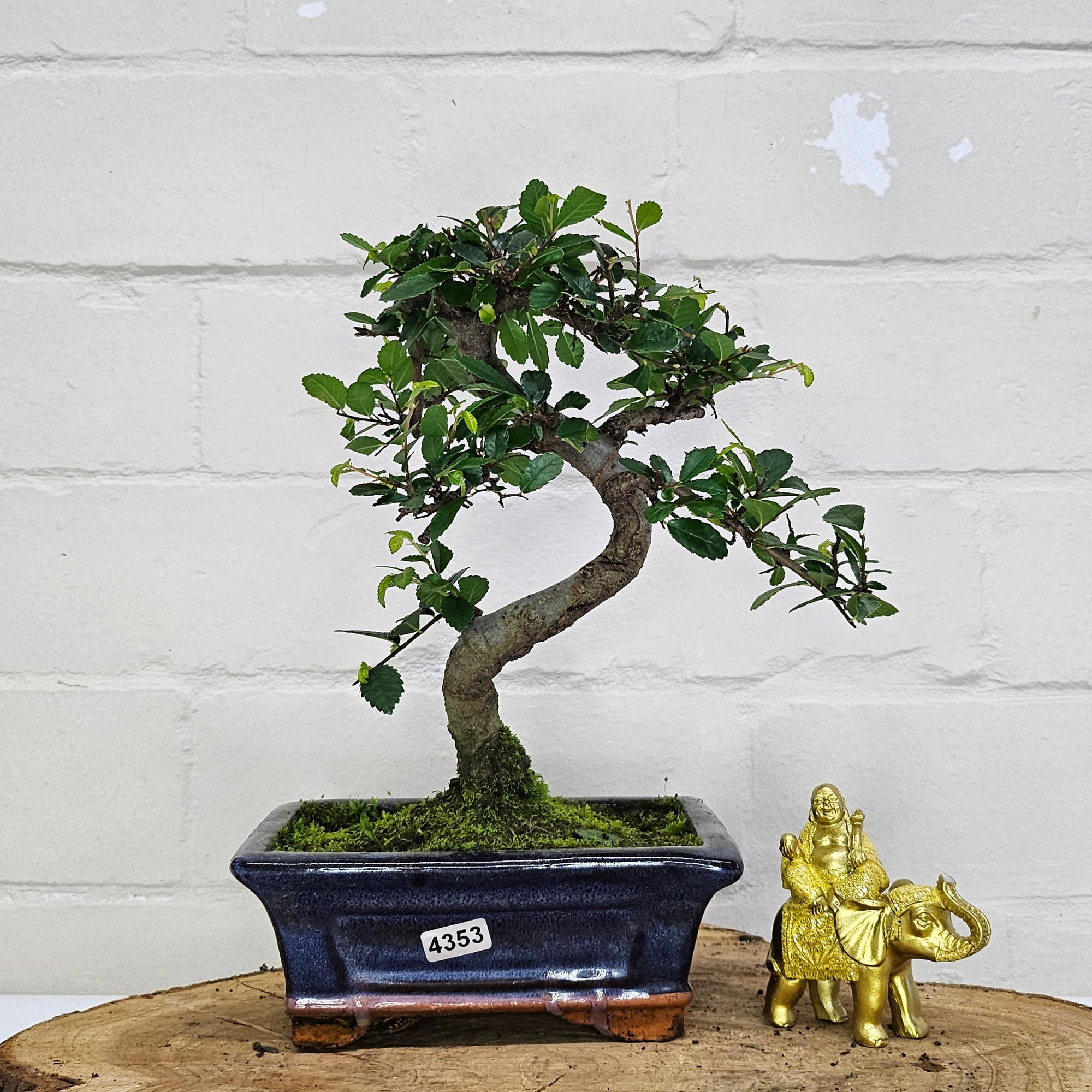 Chinese Elm (Ulmus Parvifolia) Bonsai Tree | Shaped | In 15cm Pot  | S251975