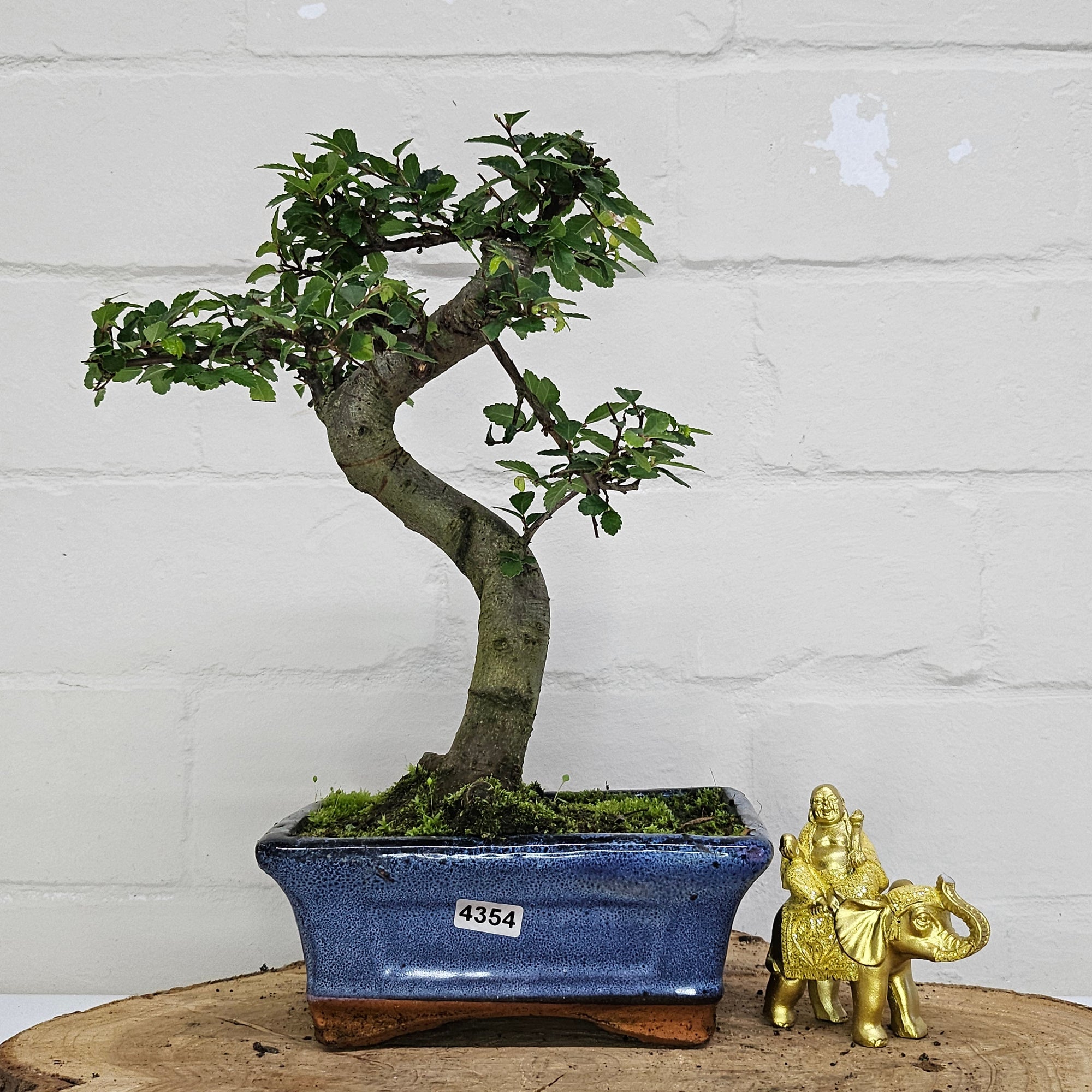 Chinese Elm (Ulmus Parvifolia) Bonsai Tree | Shaped | In 15cm Pot  | S251975