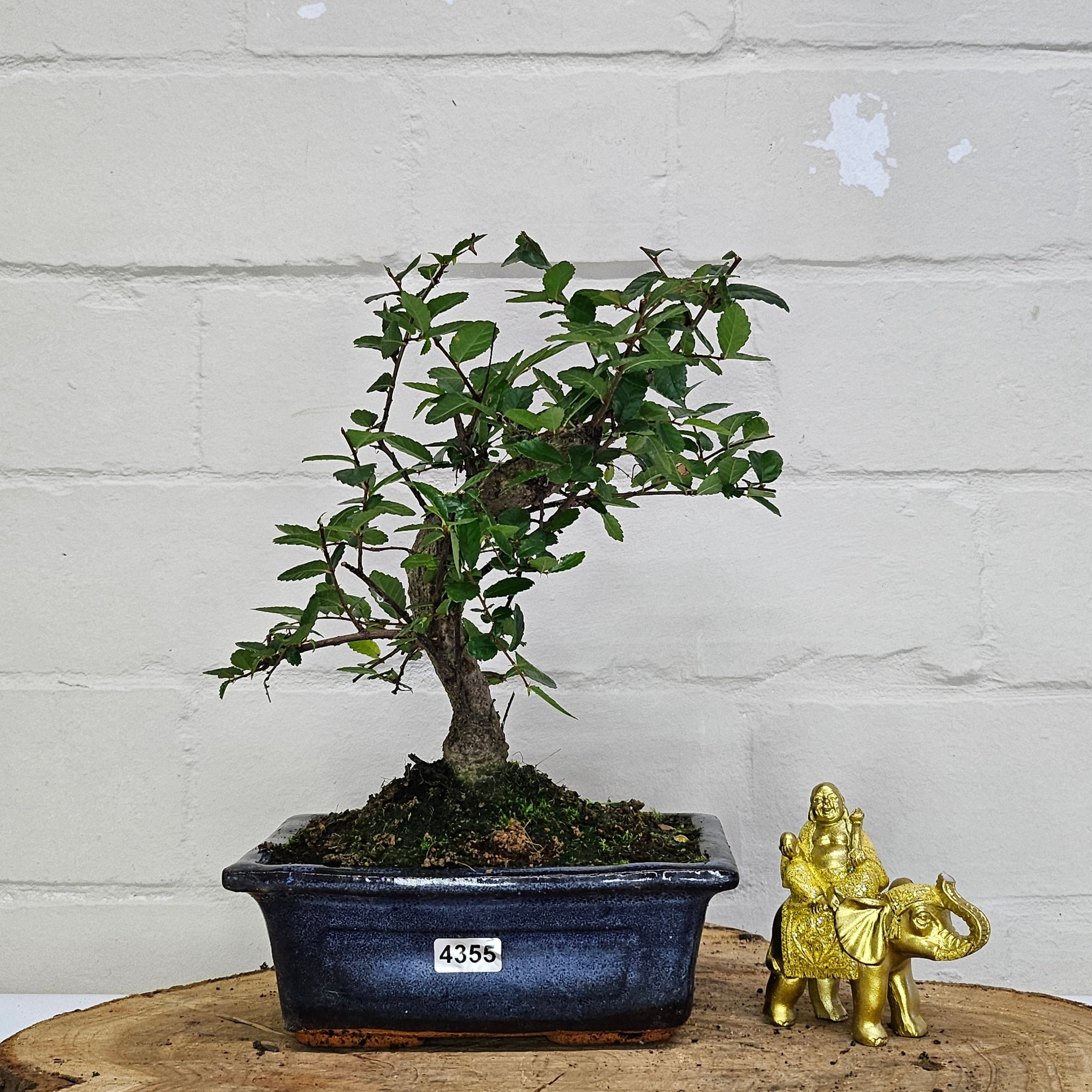 Chinese Elm (Ulmus Parvifolia) Bonsai Tree | Broom | In 15cm Pot  | S251976