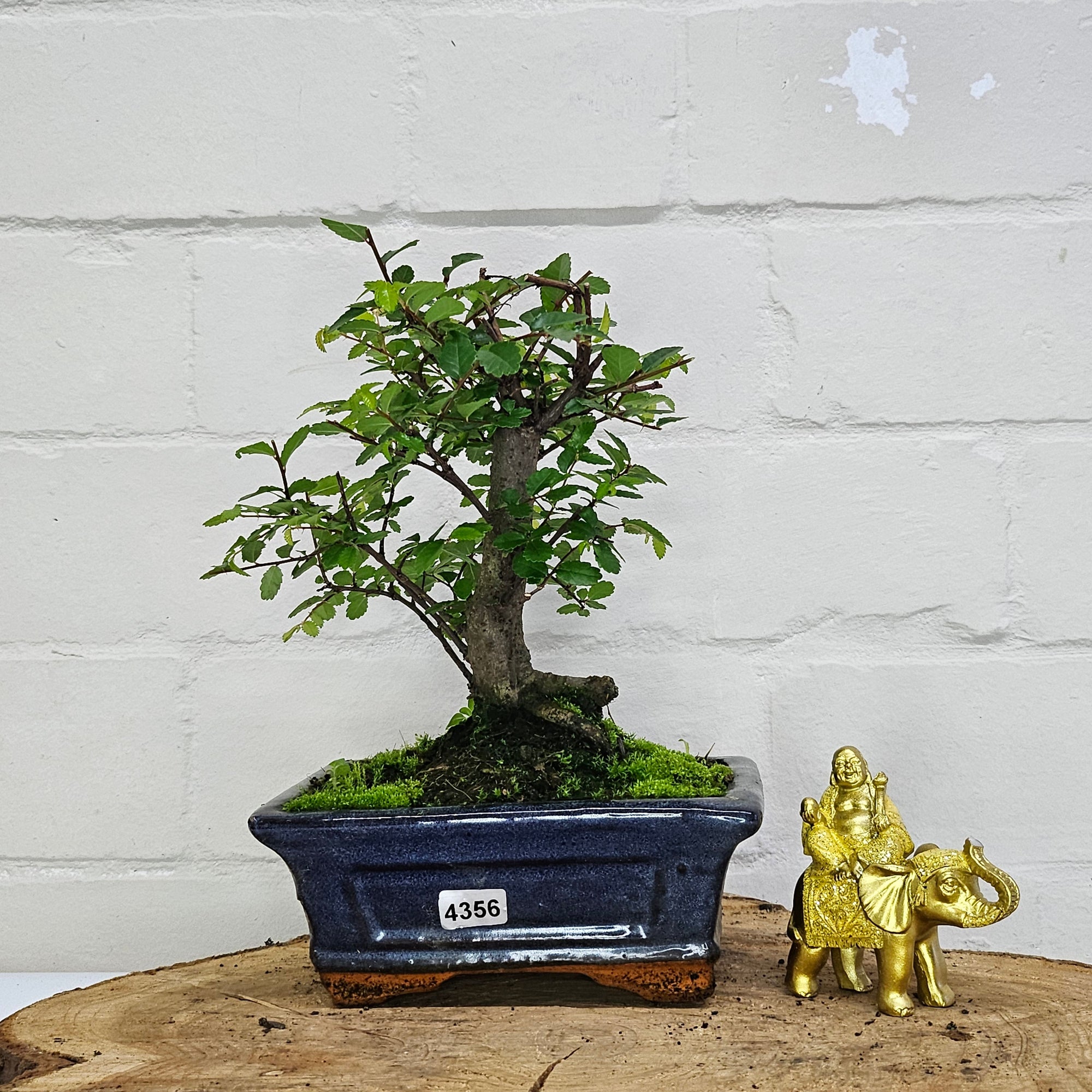 Chinese Elm (Ulmus Parvifolia) Bonsai Tree | Broom | In 15cm Pot  | S251976