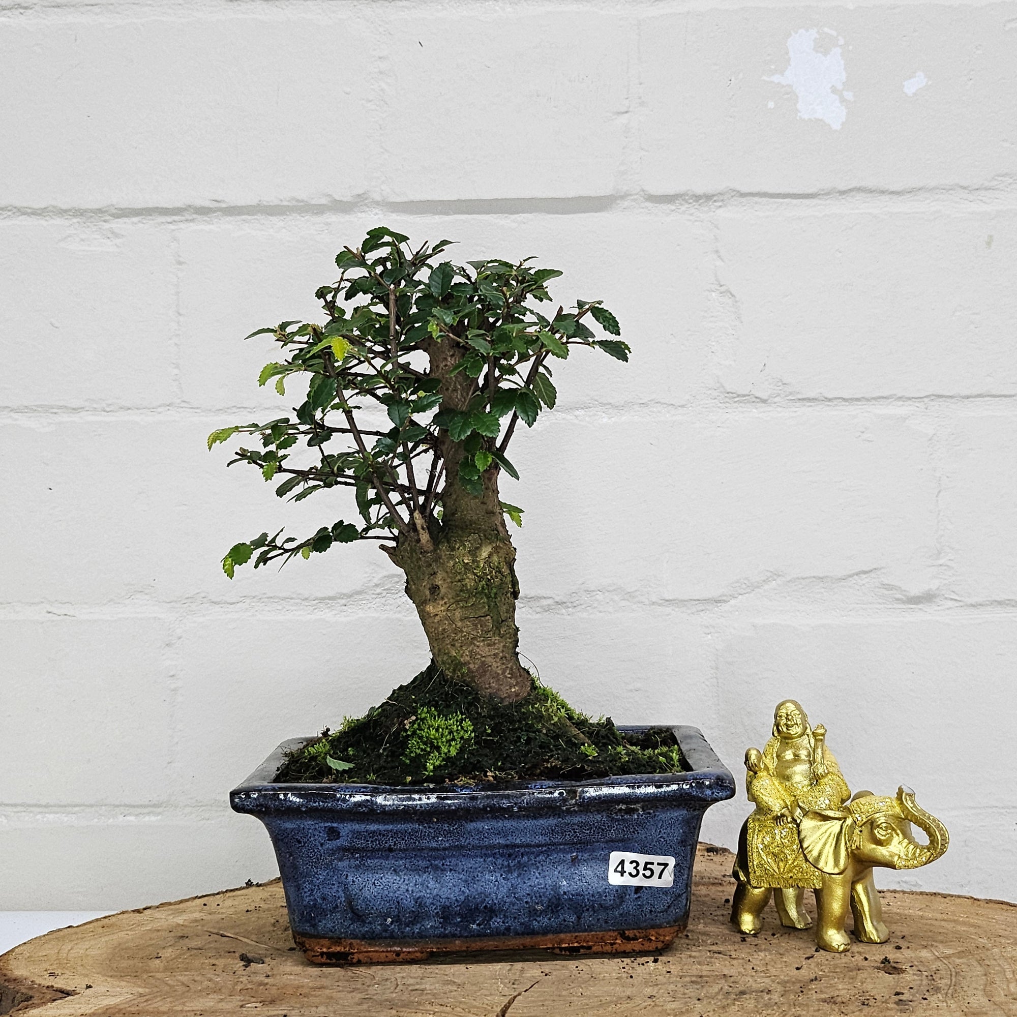 Chinese Elm (Ulmus Parvifolia) Bonsai Tree | Broom | In 15cm Pot  | S251976