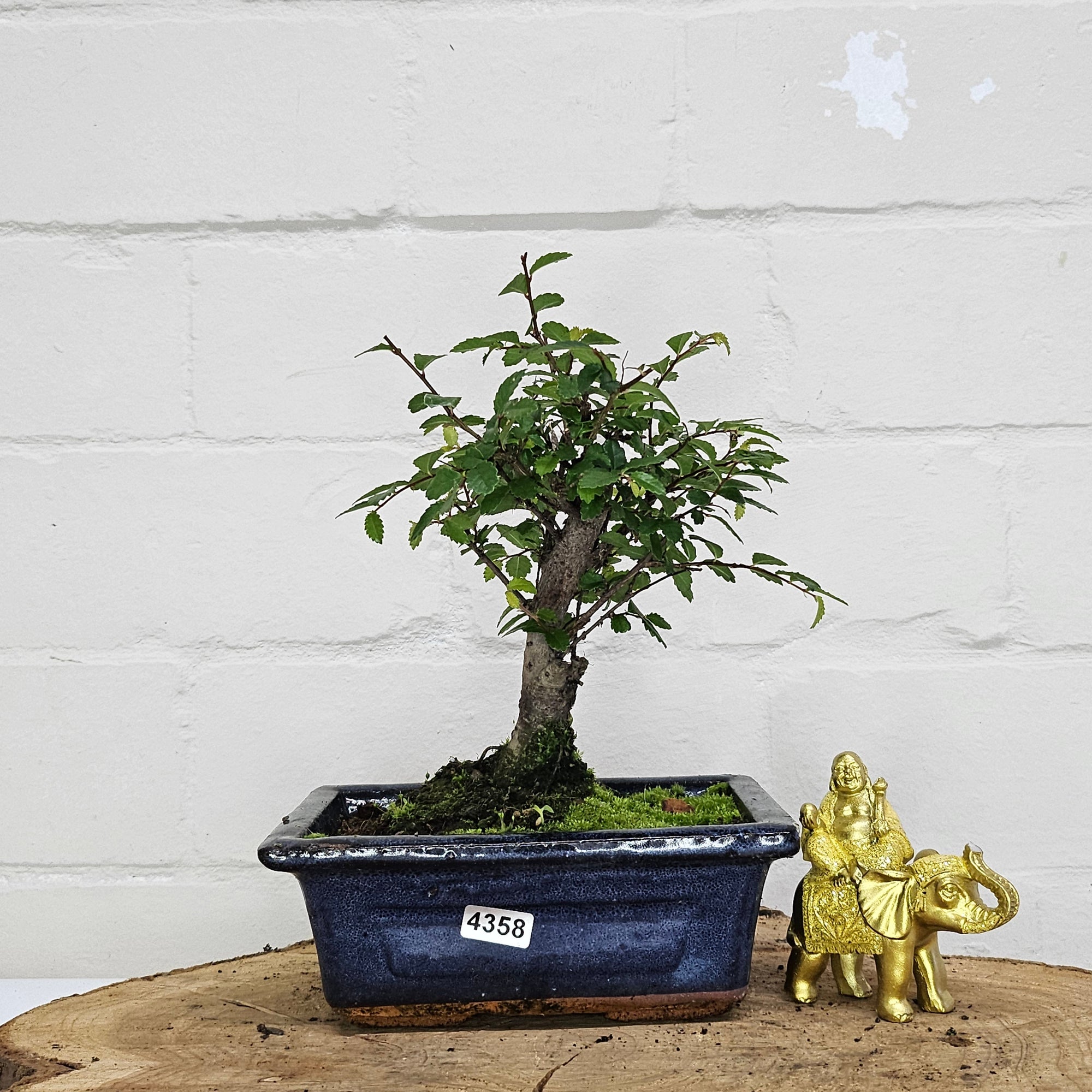 Chinese Elm (Ulmus Parvifolia) Bonsai Tree | Broom | In 15cm Pot  | S251976