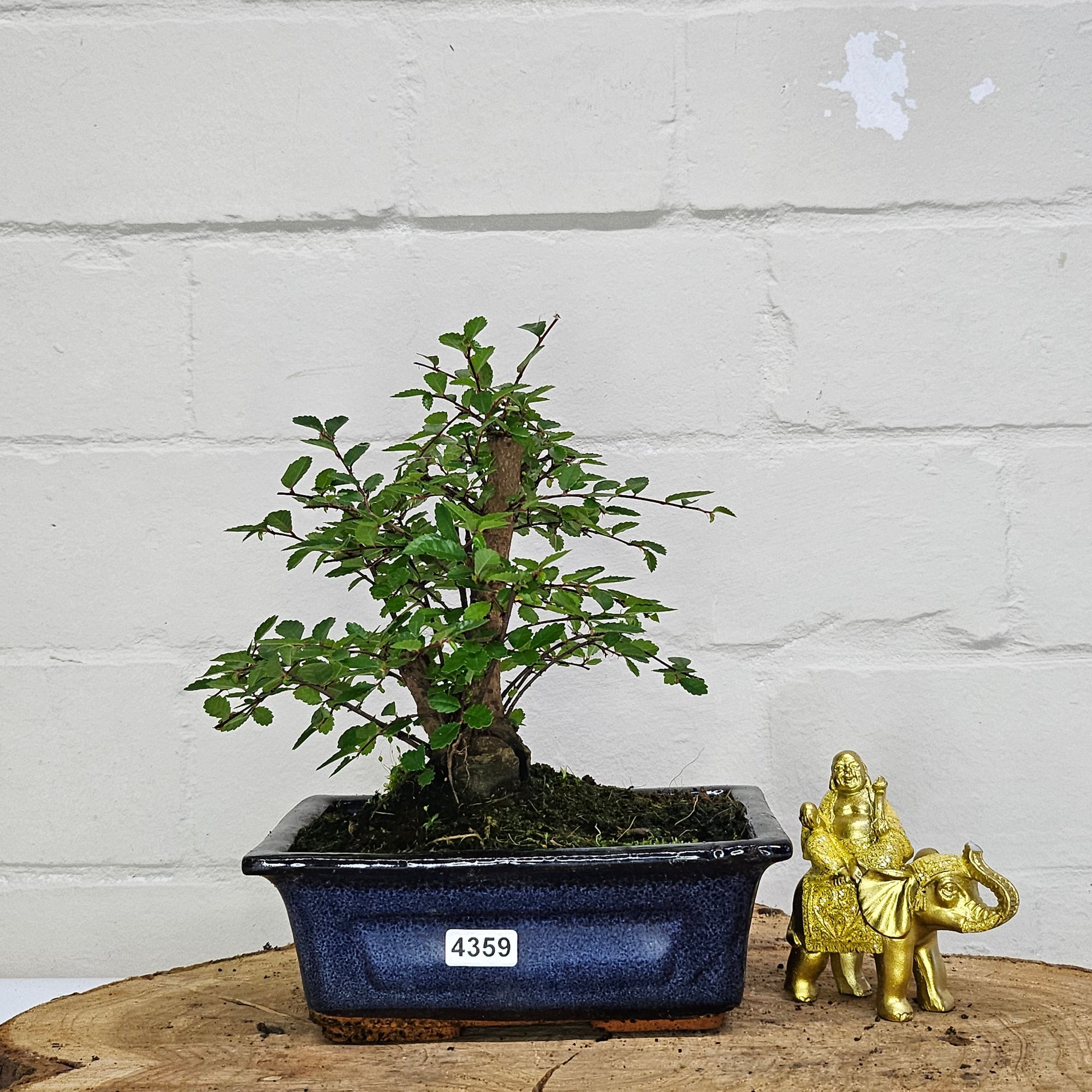 Chinese Elm (Ulmus Parvifolia) Bonsai Tree | Broom | In 15cm Pot  | S251976