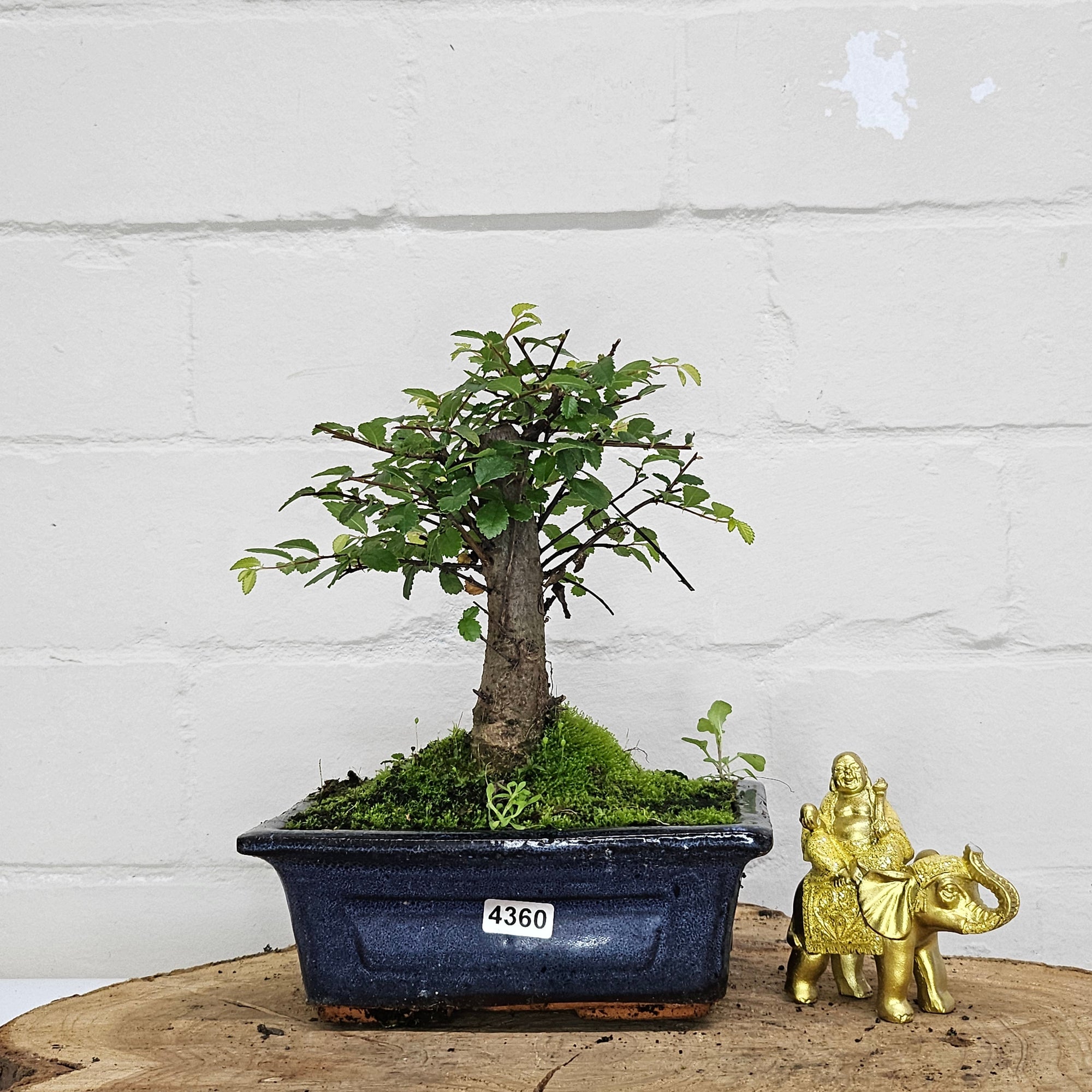 Chinese Elm (Ulmus Parvifolia) Bonsai Tree | Broom | In 15cm Pot  | S251976