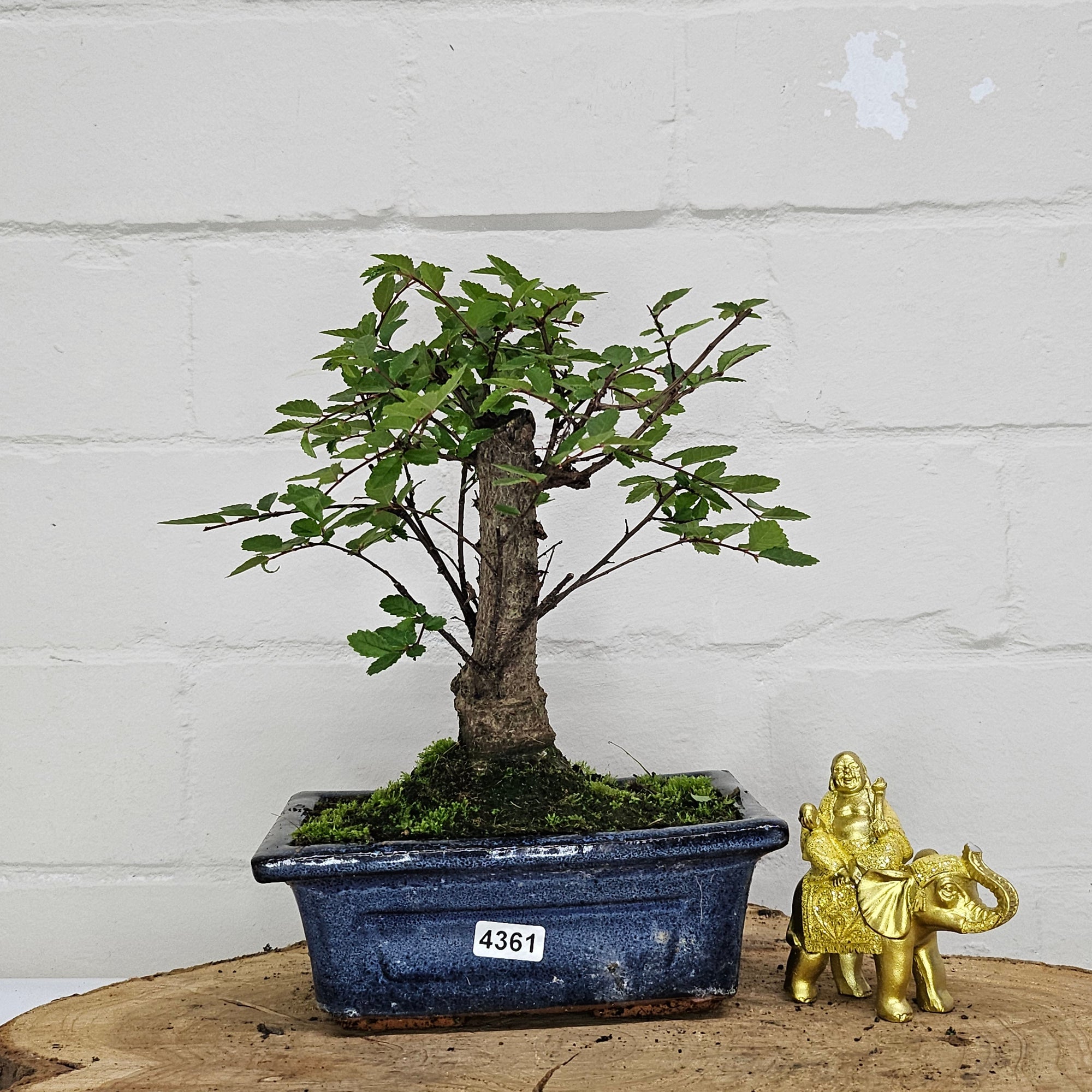Chinese Elm (Ulmus Parvifolia) Bonsai Tree | Broom | In 15cm Pot  | S251976