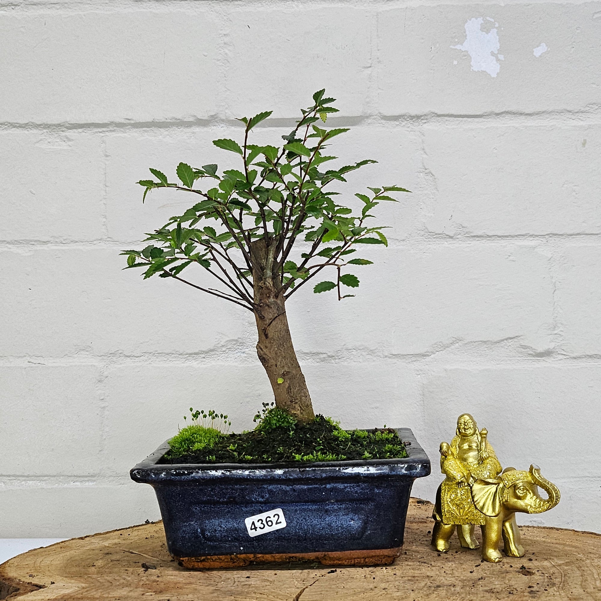 Chinese Elm (Ulmus Parvifolia) Bonsai Tree | Broom | In 15cm Pot  | S251976