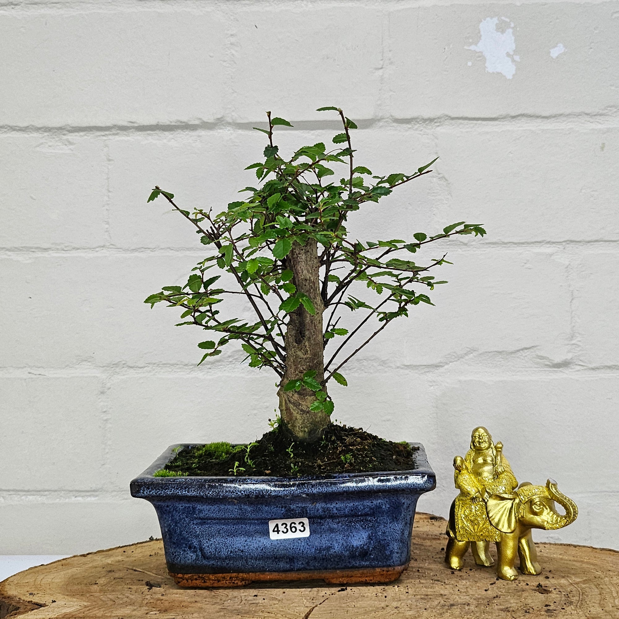 Chinese Elm (Ulmus Parvifolia) Bonsai Tree | Broom | In 15cm Pot  | S251976