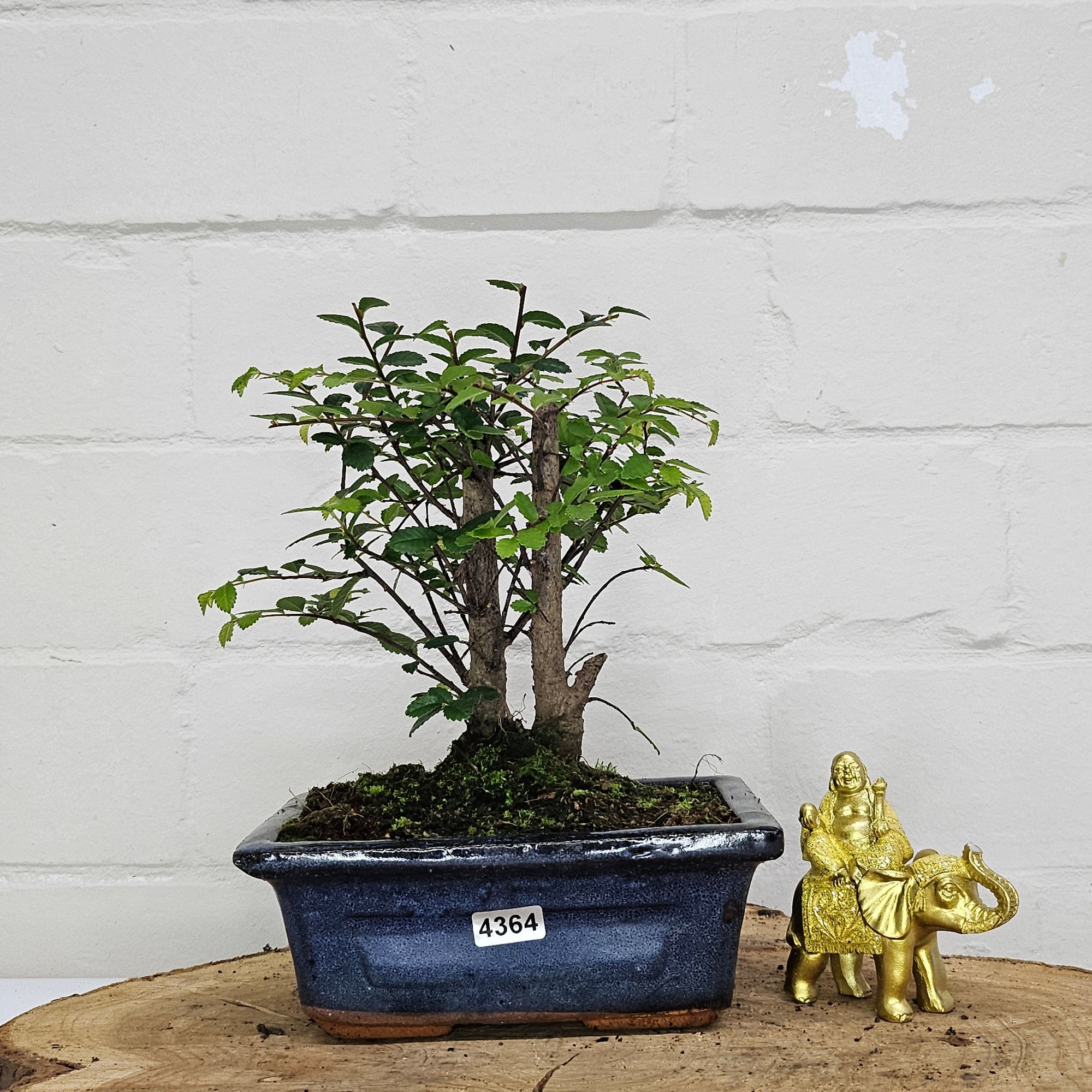 Chinese Elm (Ulmus Parvifolia) Bonsai Tree | Broom | In 15cm Pot  | S251976