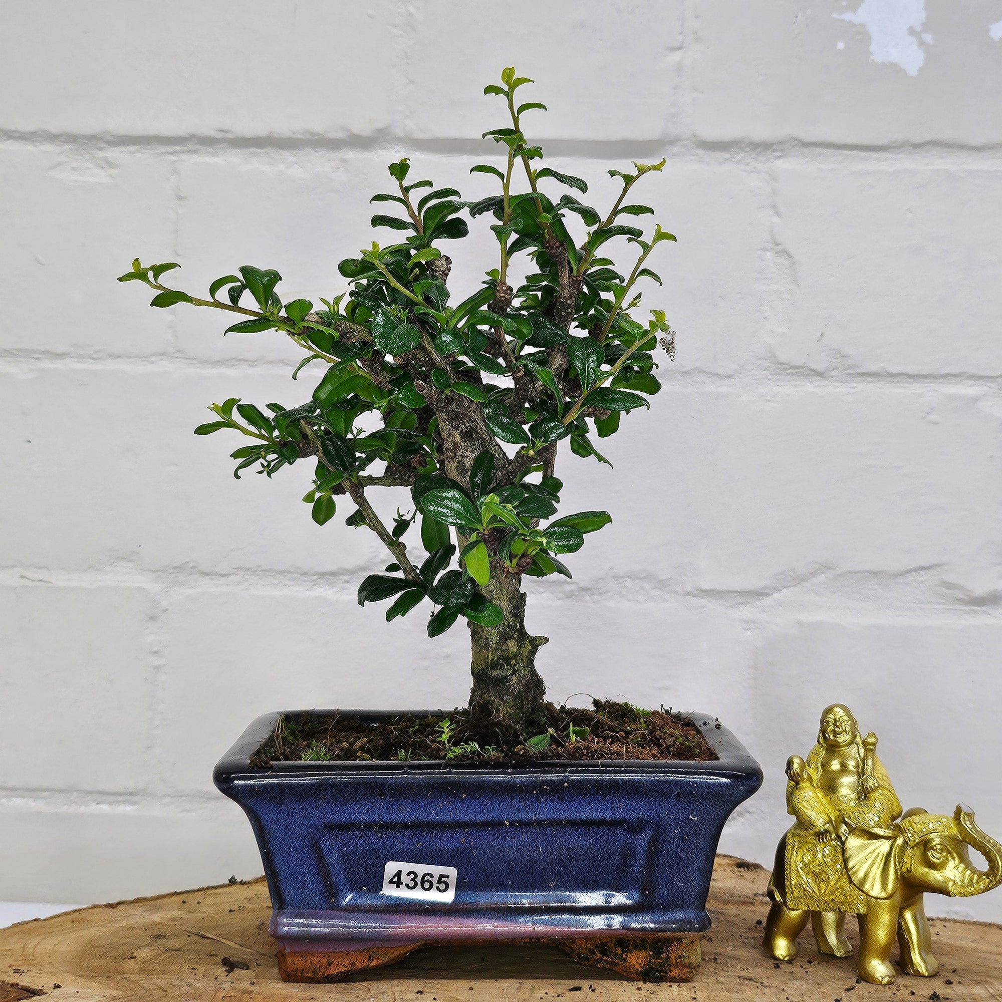 Fukien Tea Tree (Carmona Retusa) Bonsai Tree | Broom | In 15cm Pot  | S251962
