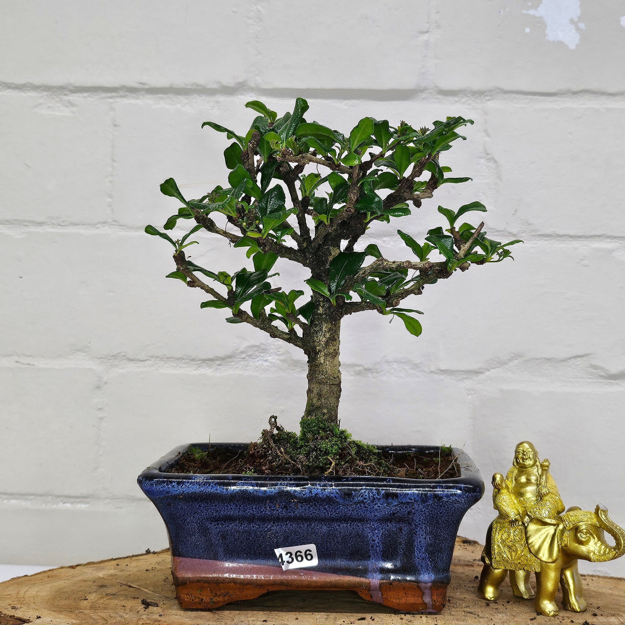 Fukien Tea Tree (Carmona Retusa) Bonsai Tree | Broom | In 15cm Pot  | S251962