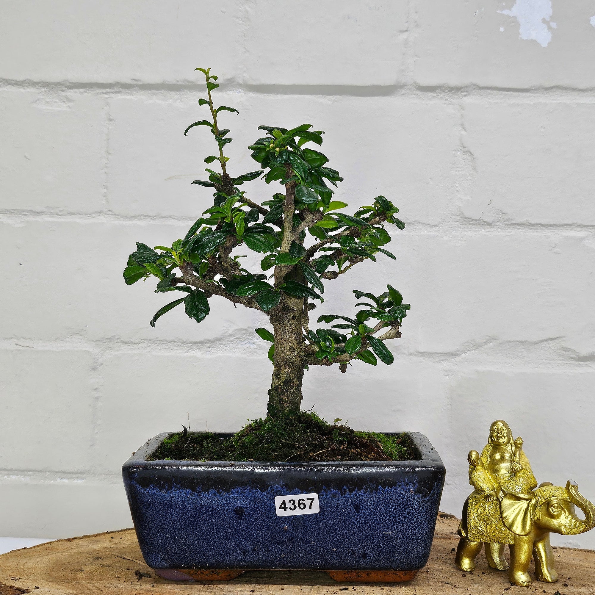 Fukien Tea Tree (Carmona Retusa) Bonsai Tree | Broom | In 15cm Pot  | S251962