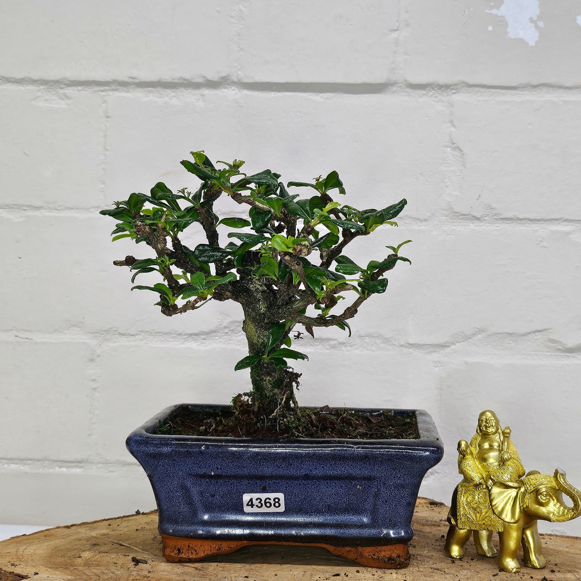 Fukien Tea Tree (Carmona Retusa) Bonsai Tree | Broom | In 15cm Pot  | S251962