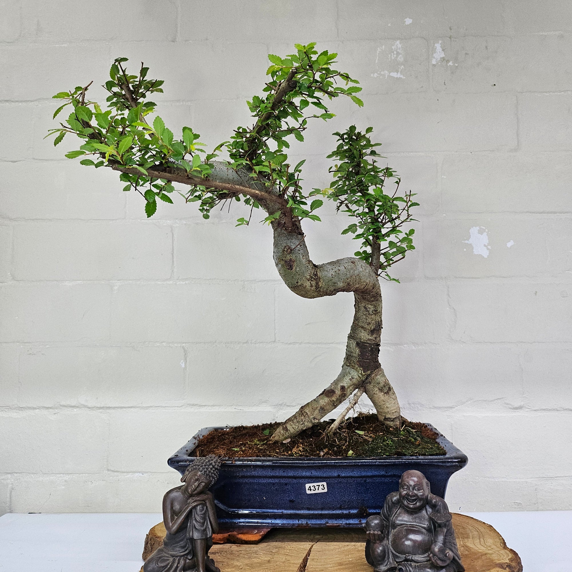 Chinese Elm (Ulmus Parvifolia) Bonsai Tree | Shaped | In 30cm Pot  | S251972
