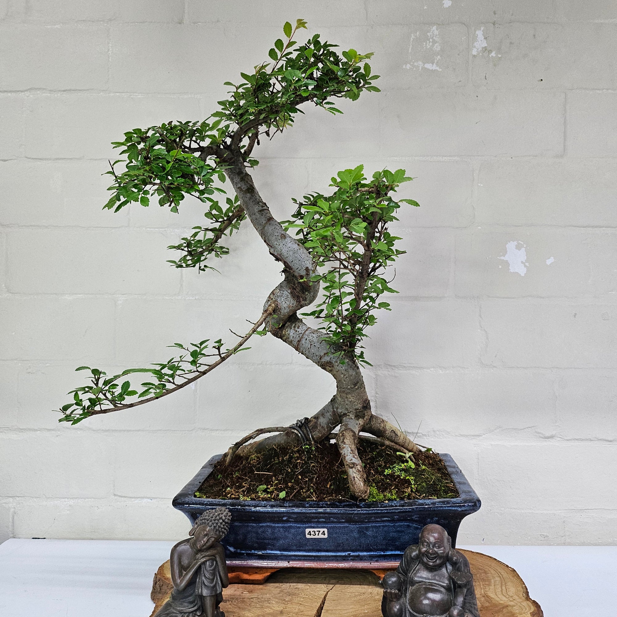Chinese Elm (Ulmus Parvifolia) Bonsai Tree | Shaped | In 30cm Pot  | S251972