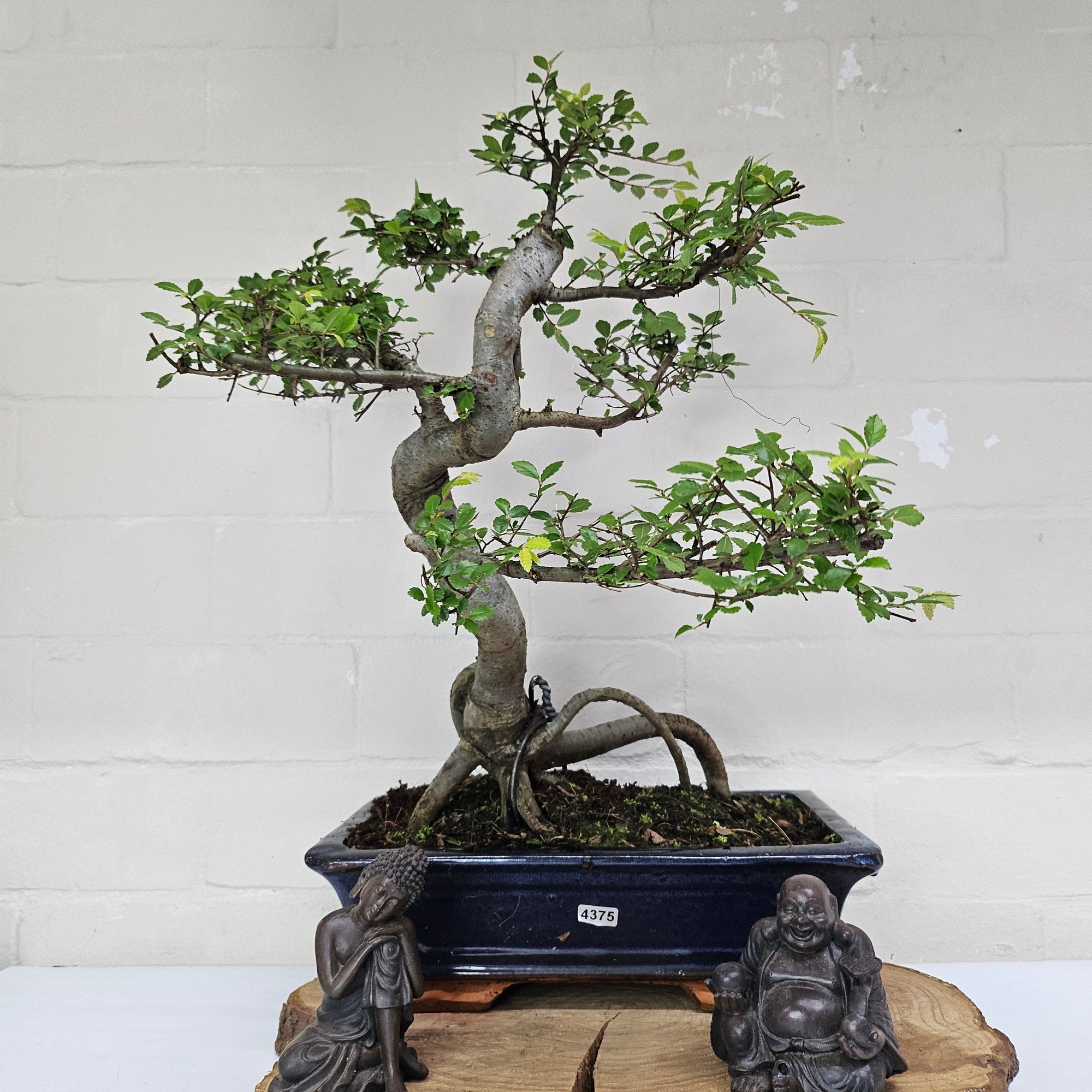 Chinese Elm (Ulmus Parvifolia) Bonsai Tree | Shaped | In 30cm Pot  | S251972
