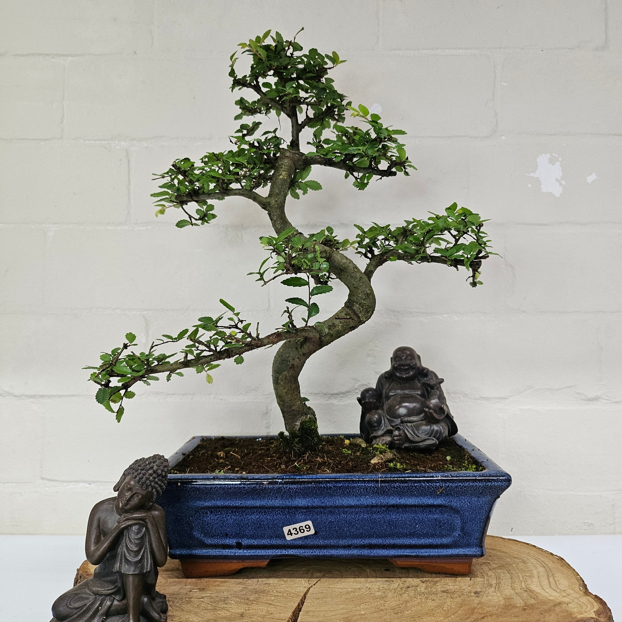 Chinese Elm (Ulmus Parvifolia) Bonsai Tree | Shaped | In 25cm Pot  | S251971