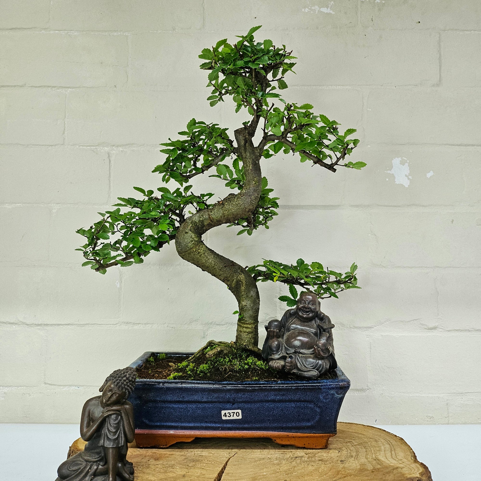 Chinese Elm (Ulmus Parvifolia) Bonsai Tree | Shaped | In 25cm Pot  | S251971