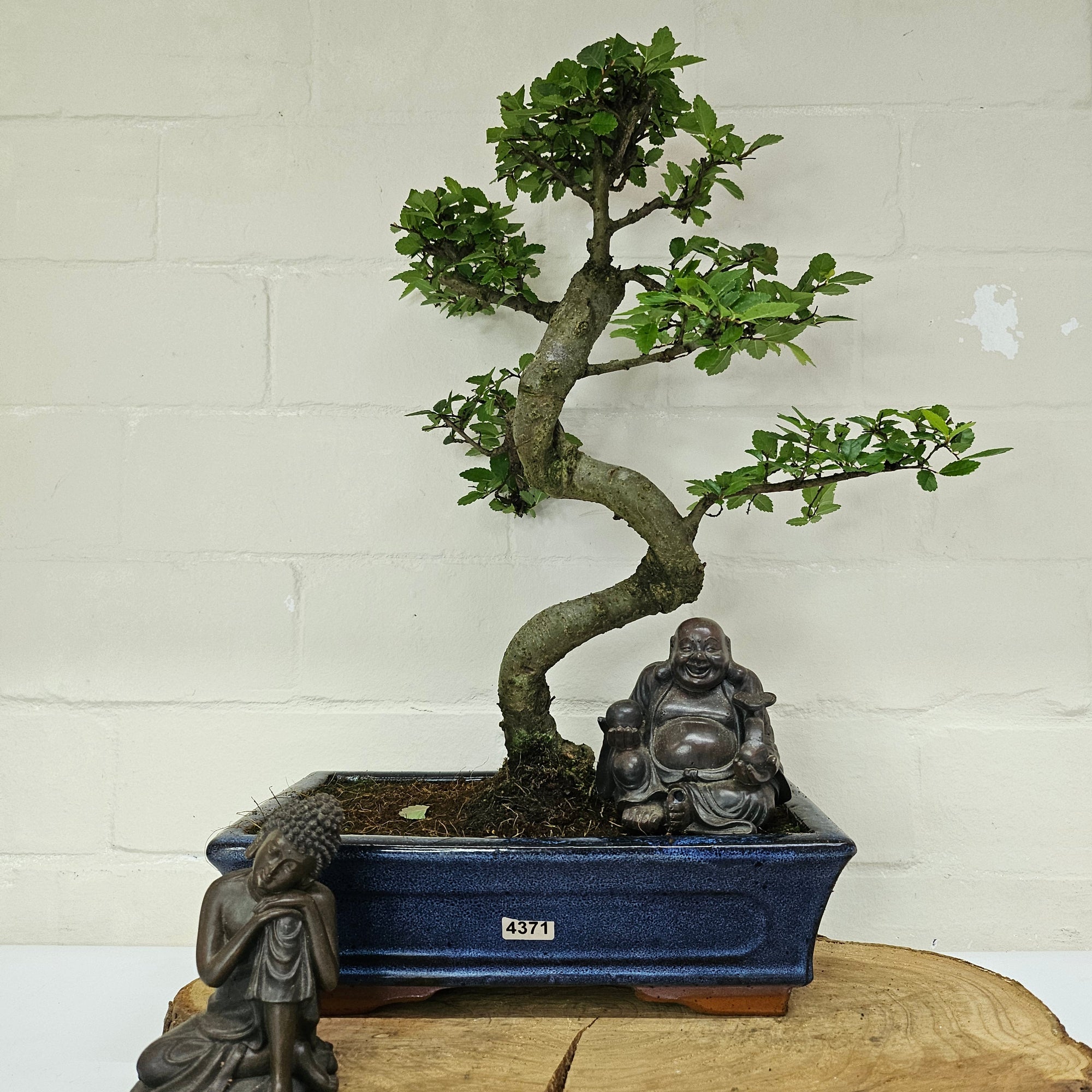 Chinese Elm (Ulmus Parvifolia) Bonsai Tree | Shaped | In 25cm Pot  | S251971