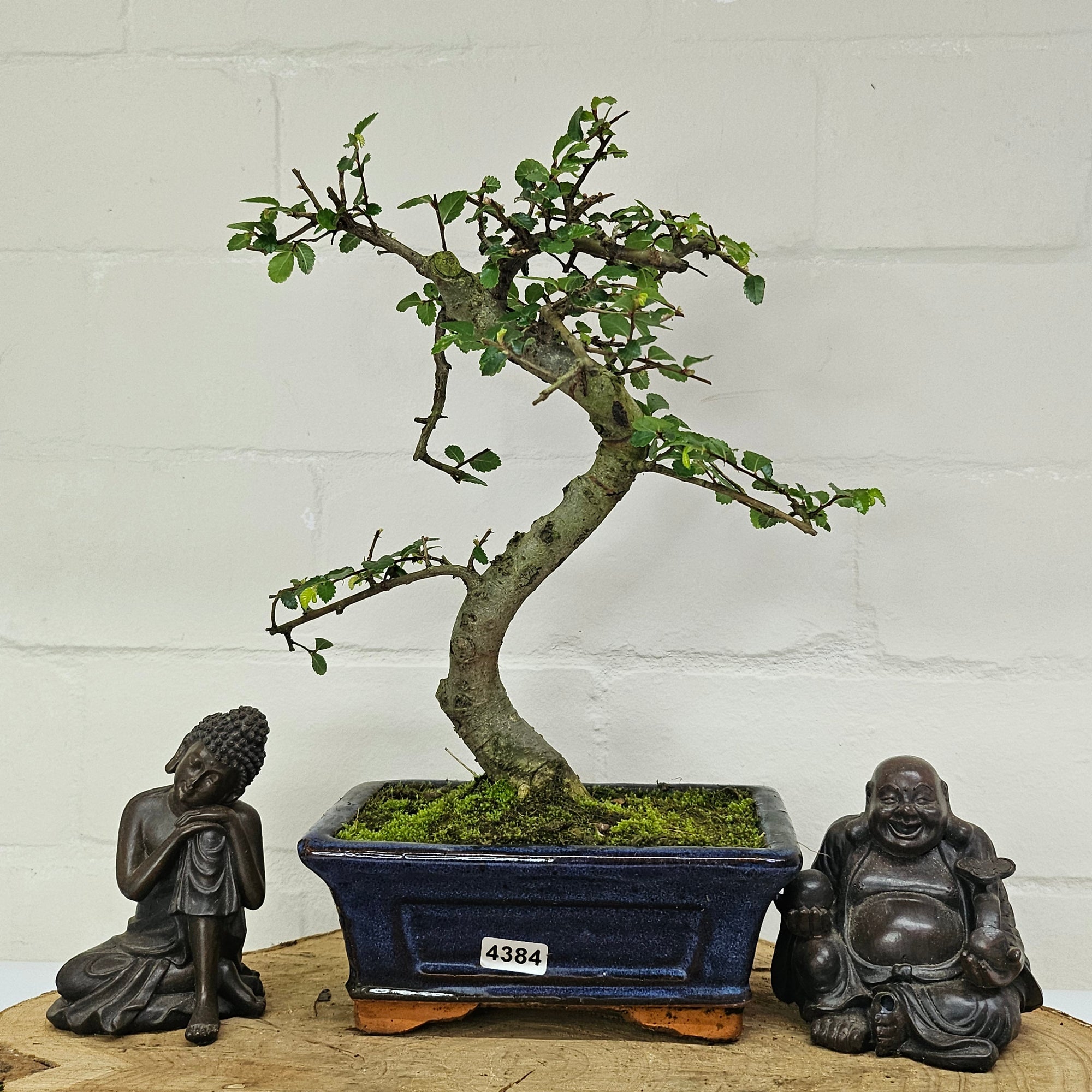 Chinese Elm (Ulmus Parvifolia) Bonsai Tree | Shaped | In 15cm Pot  | S251975