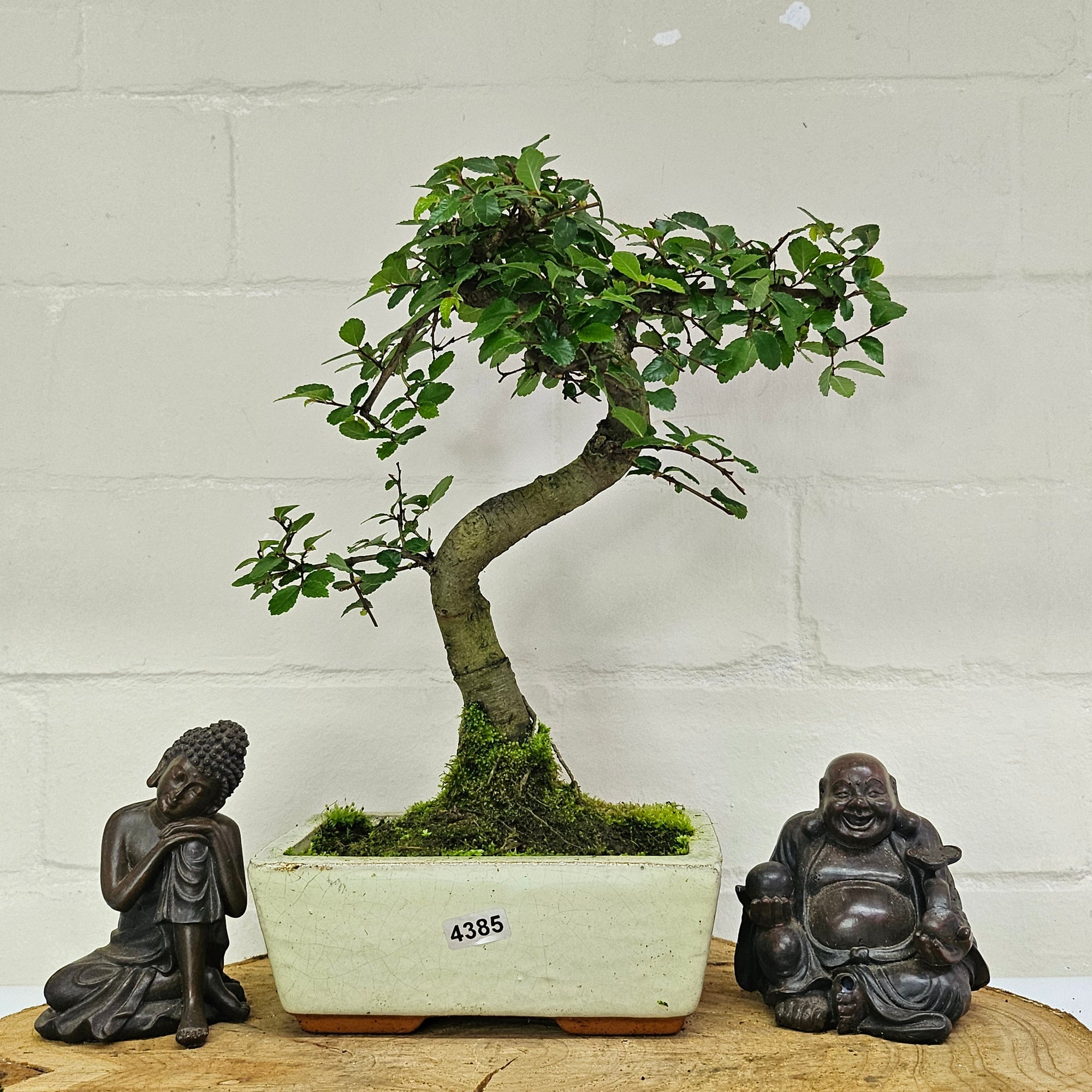 Chinese Elm (Ulmus Parvifolia) Bonsai Tree | Shaped | In 15cm Pot  | S251975
