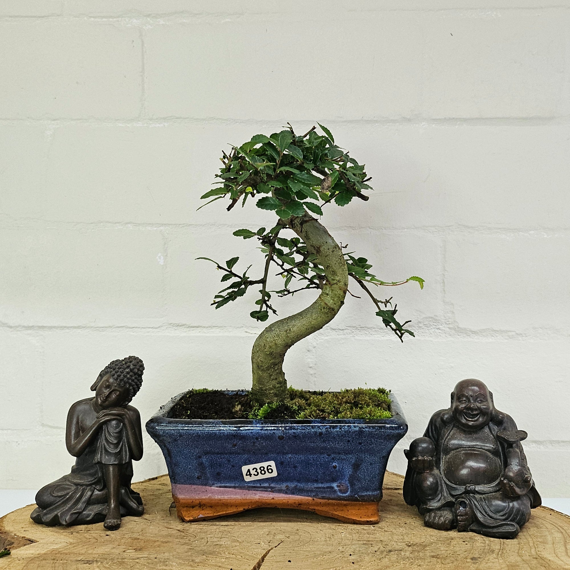 Chinese Elm (Ulmus Parvifolia) Bonsai Tree | Shaped | In 15cm Pot  | S251975