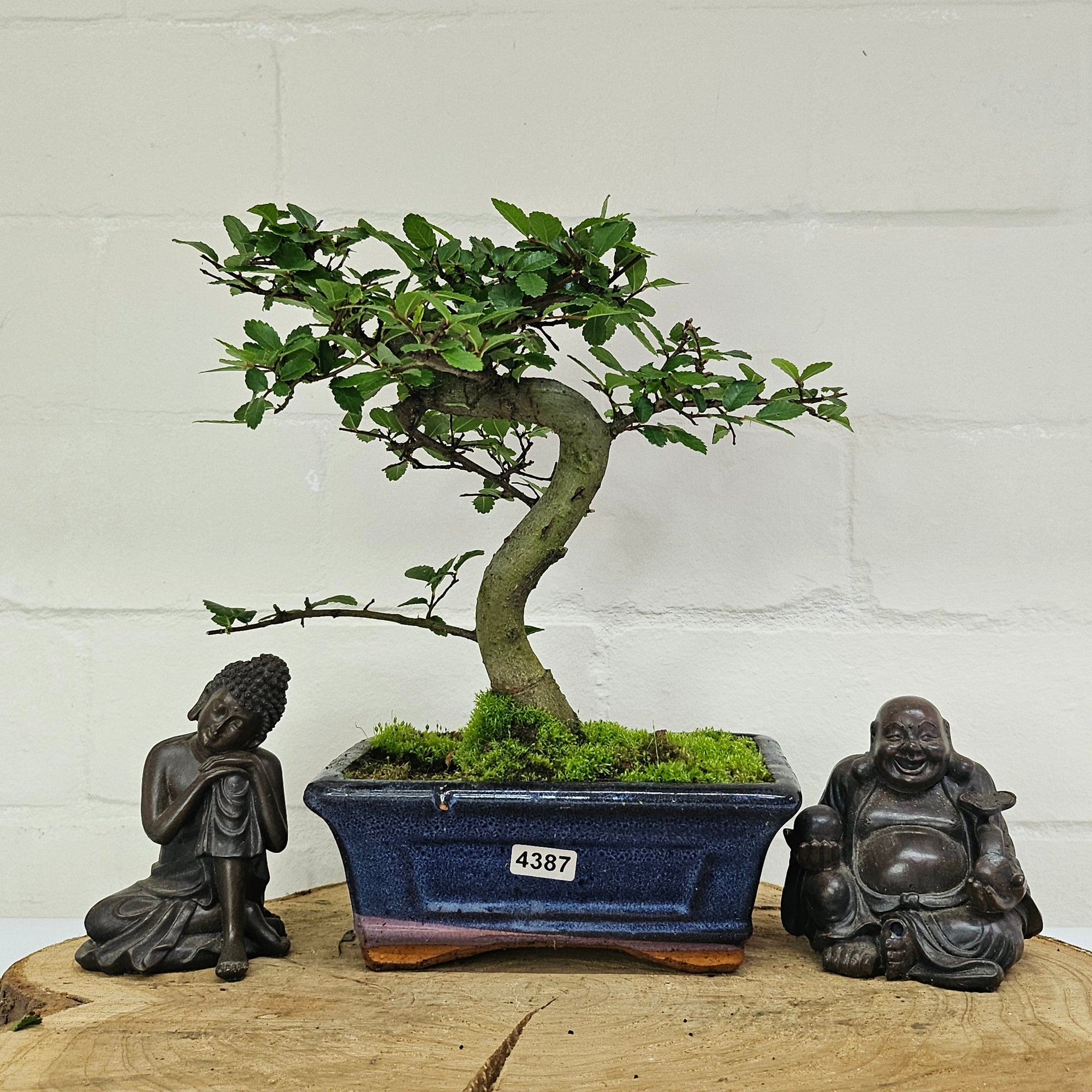 Chinese Elm (Ulmus Parvifolia) Bonsai Tree | Shaped | In 15cm Pot  | S251975