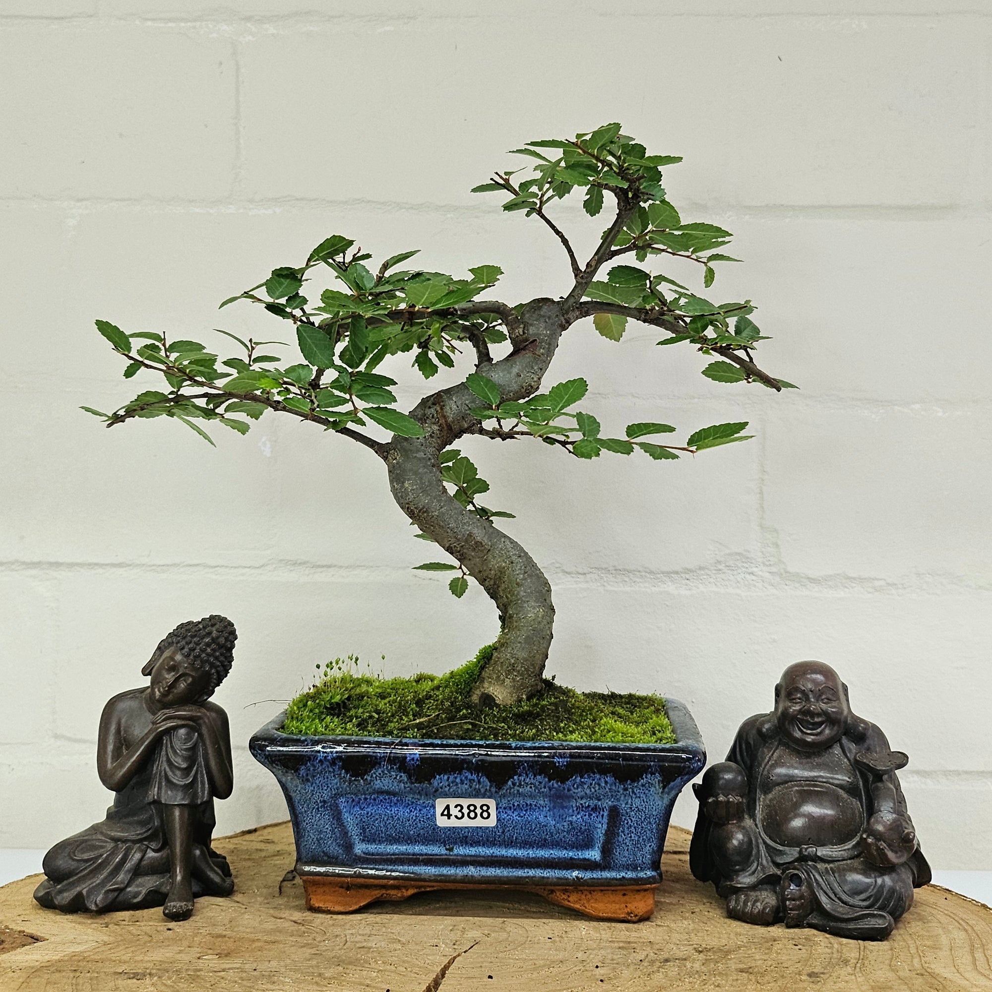 Chinese Elm (Ulmus Parvifolia) Bonsai Tree | Shaped | In 15cm Pot  | S251975