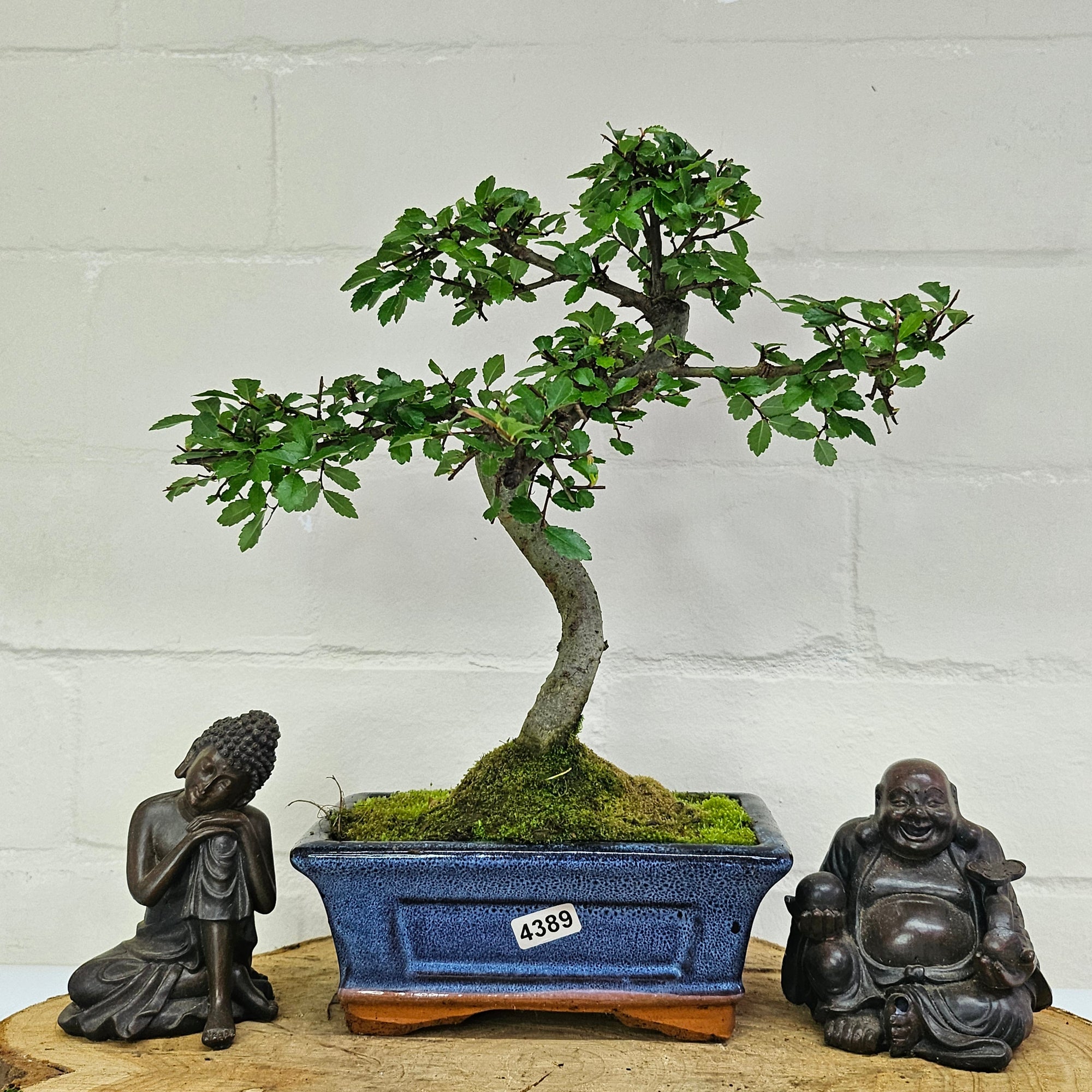 Chinese Elm (Ulmus Parvifolia) Bonsai Tree | Shaped | In 15cm Pot  | S251975
