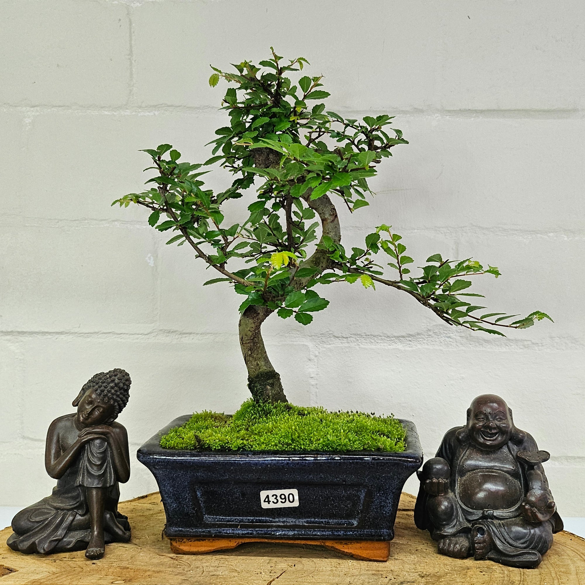 Chinese Elm (Ulmus Parvifolia) Bonsai Tree | Shaped | In 15cm Pot  | S251975