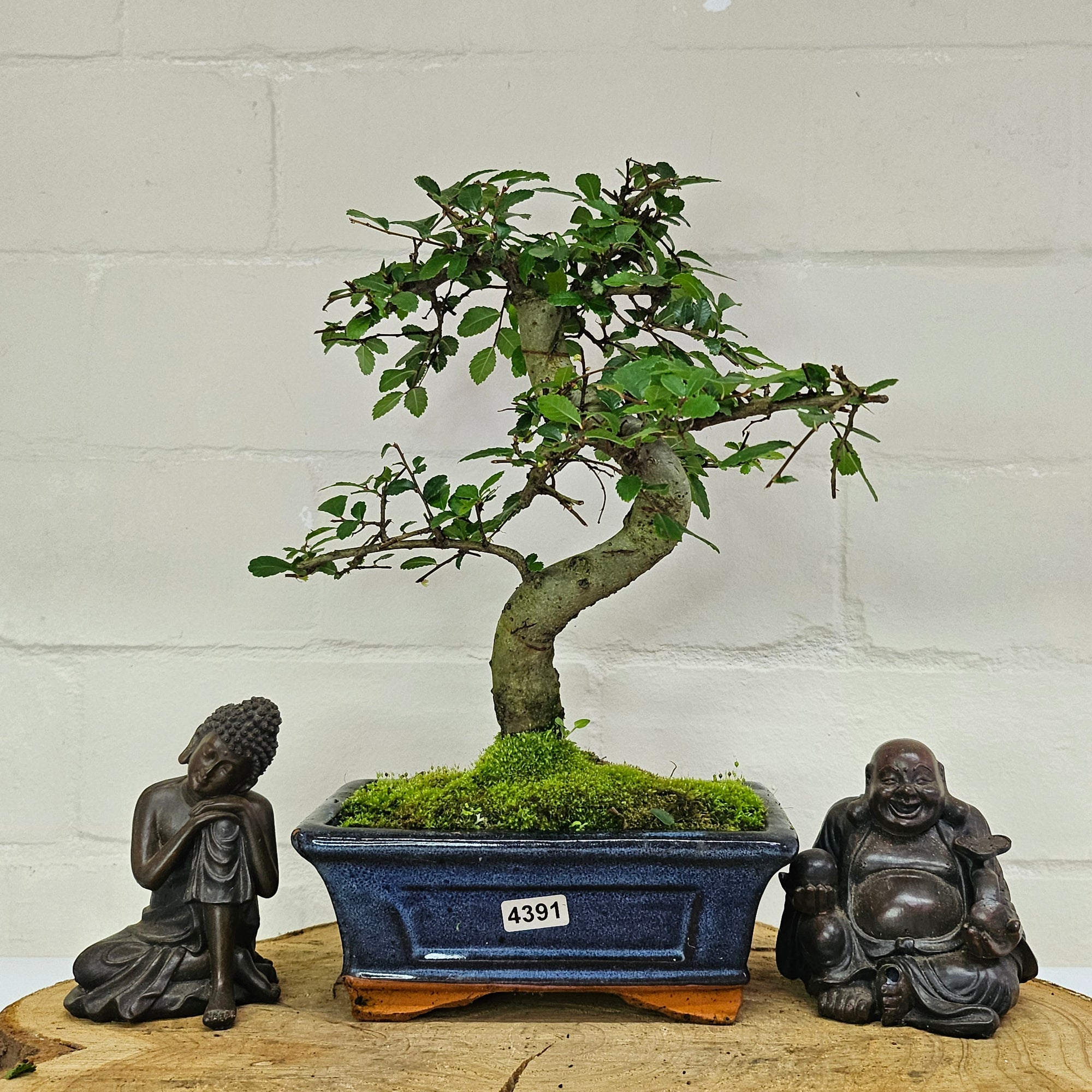 Chinese Elm (Ulmus Parvifolia) Bonsai Tree | Shaped | In 15cm Pot  | S251975