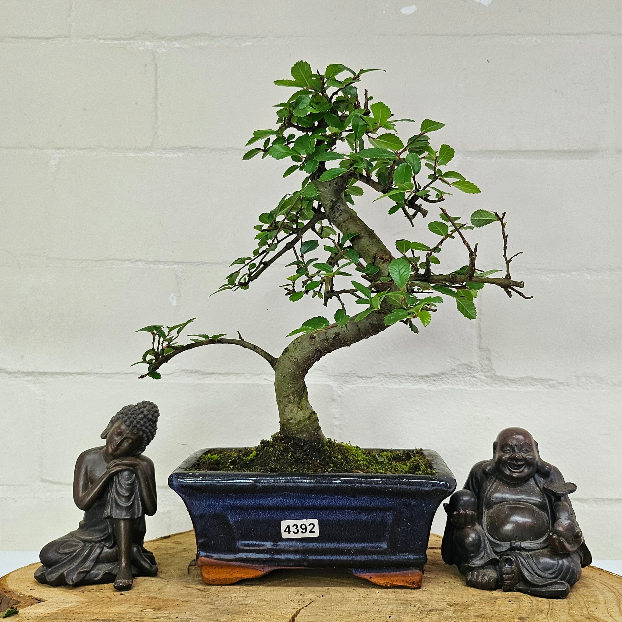 Chinese Elm (Ulmus Parvifolia) Bonsai Tree | Shaped | In 15cm Pot  | S251975