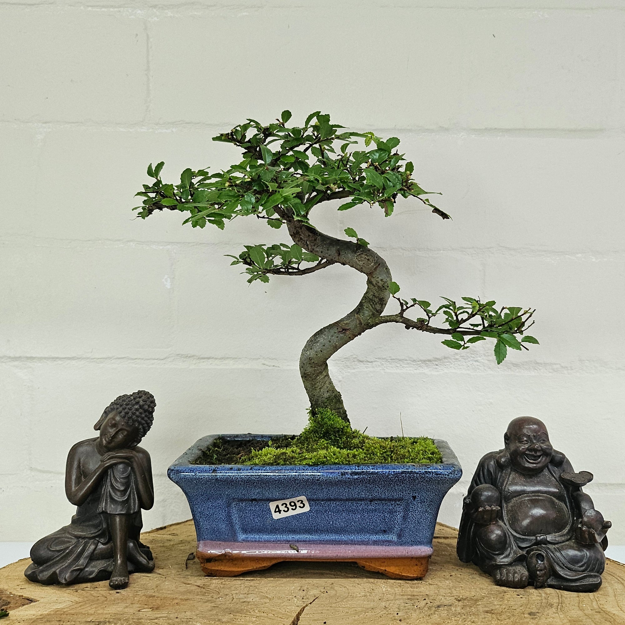 Chinese Elm (Ulmus Parvifolia) Bonsai Tree | Shaped | In 15cm Pot  | S251975