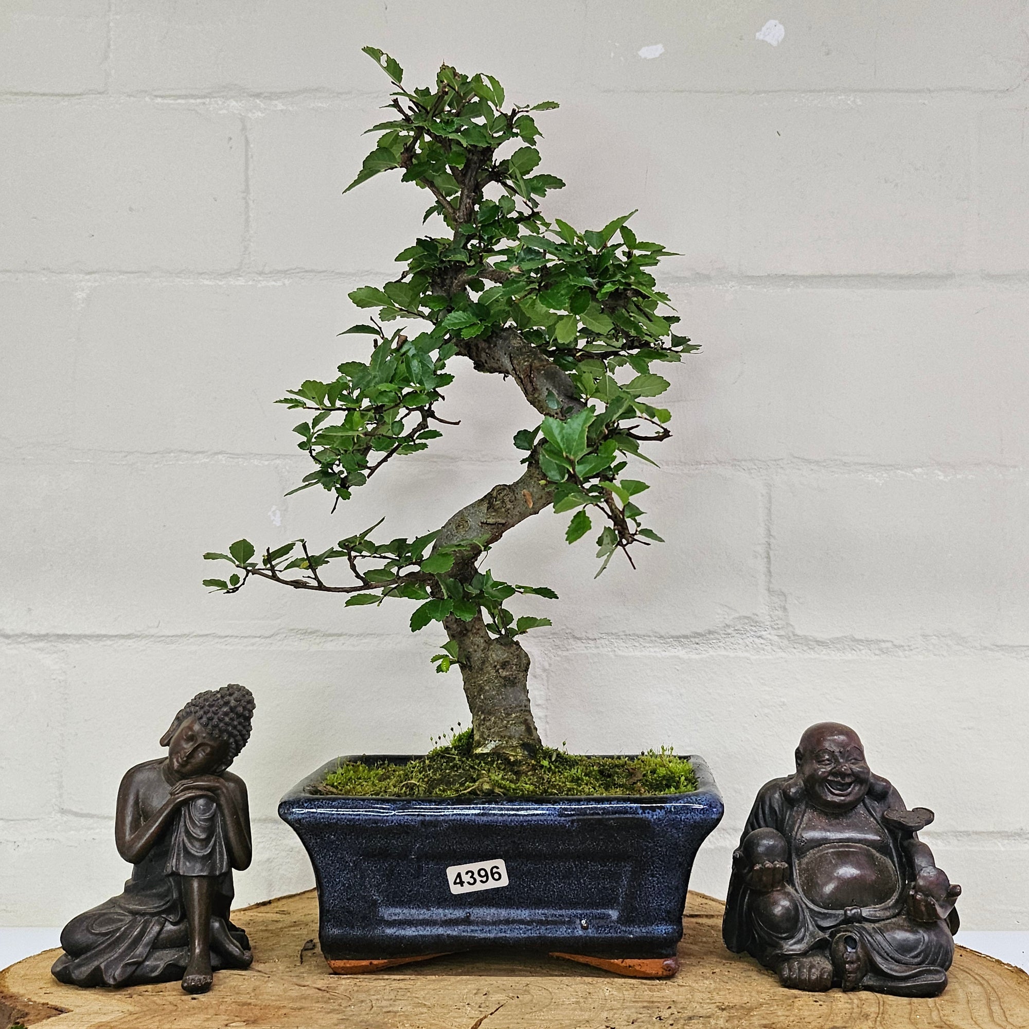Chinese Elm (Ulmus Parvifolia) Bonsai Tree | Shaped | In 15cm Pot  | S251975