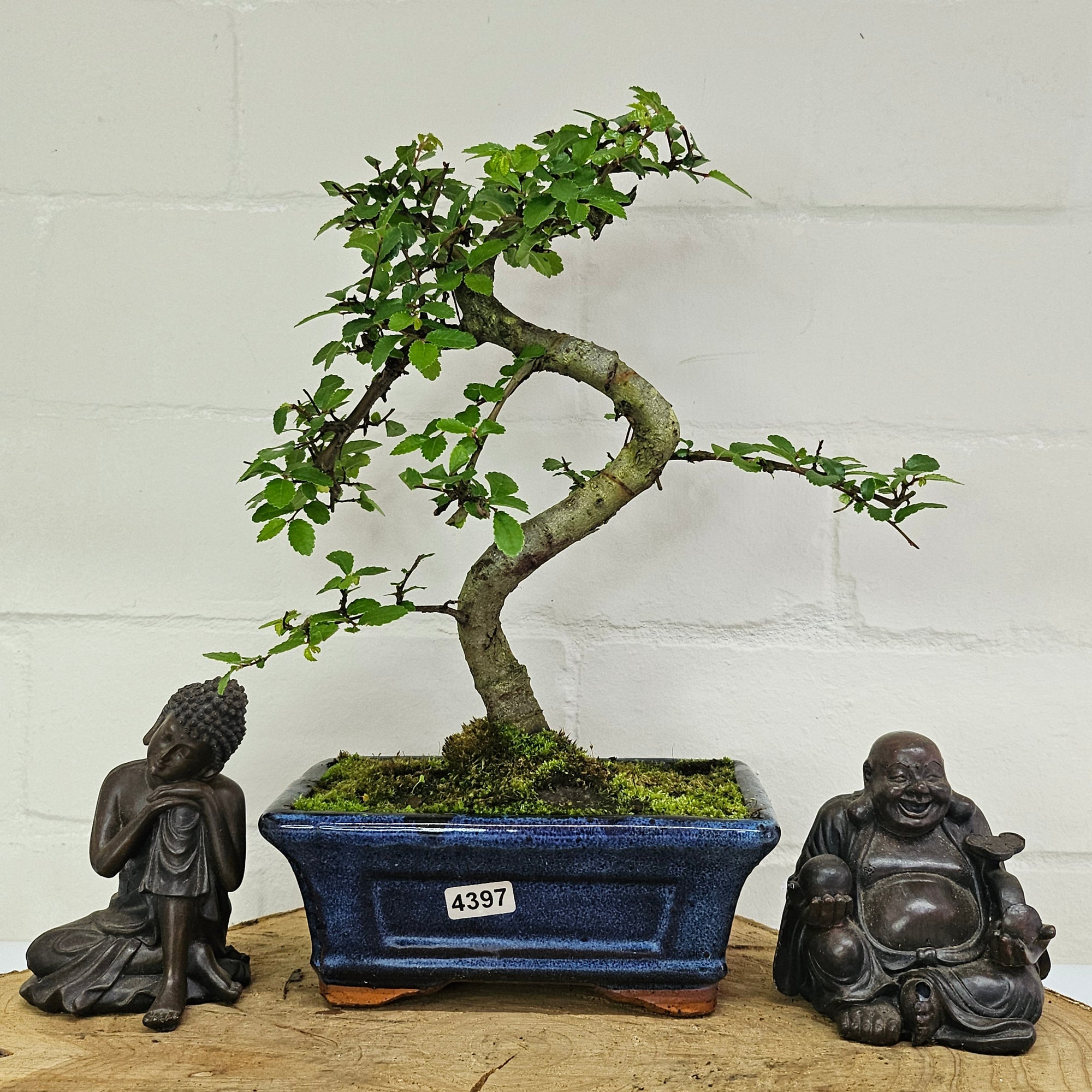 Chinese Elm (Ulmus Parvifolia) Bonsai Tree | Shaped | In 15cm Pot  | S251975