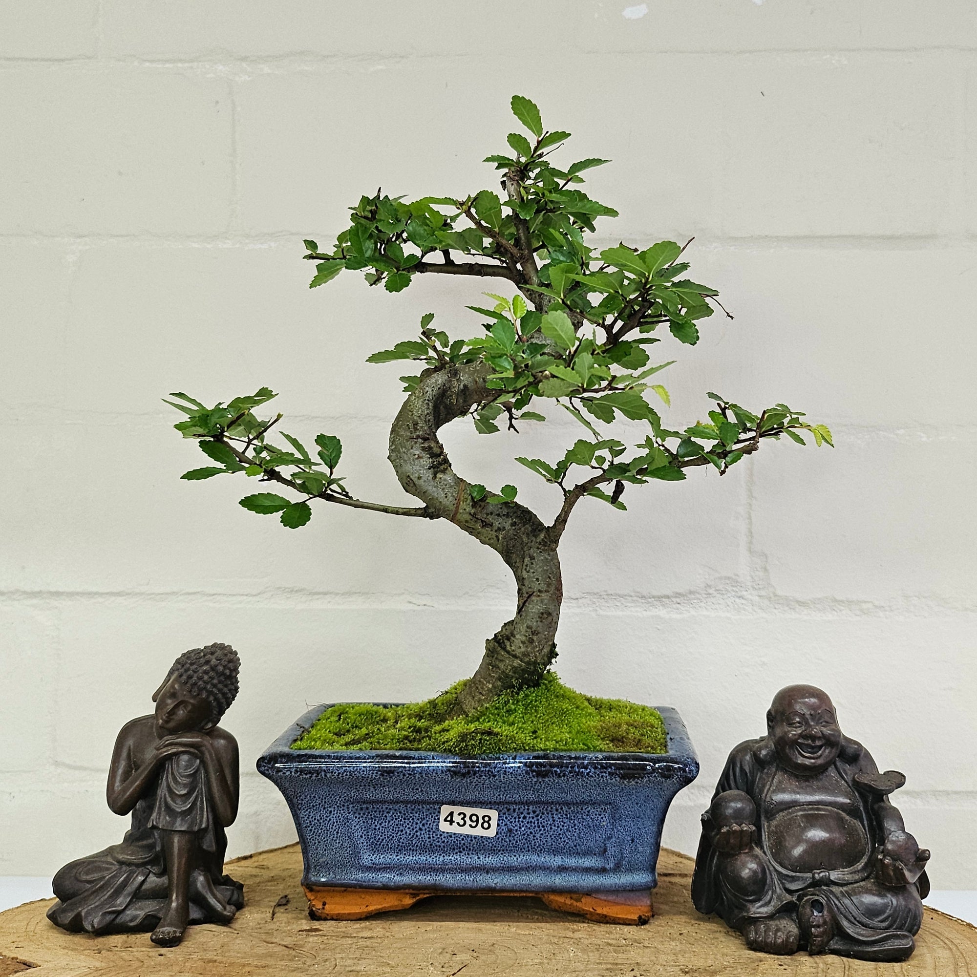 Chinese Elm (Ulmus Parvifolia) Bonsai Tree | Shaped | In 15cm Pot  | S251975