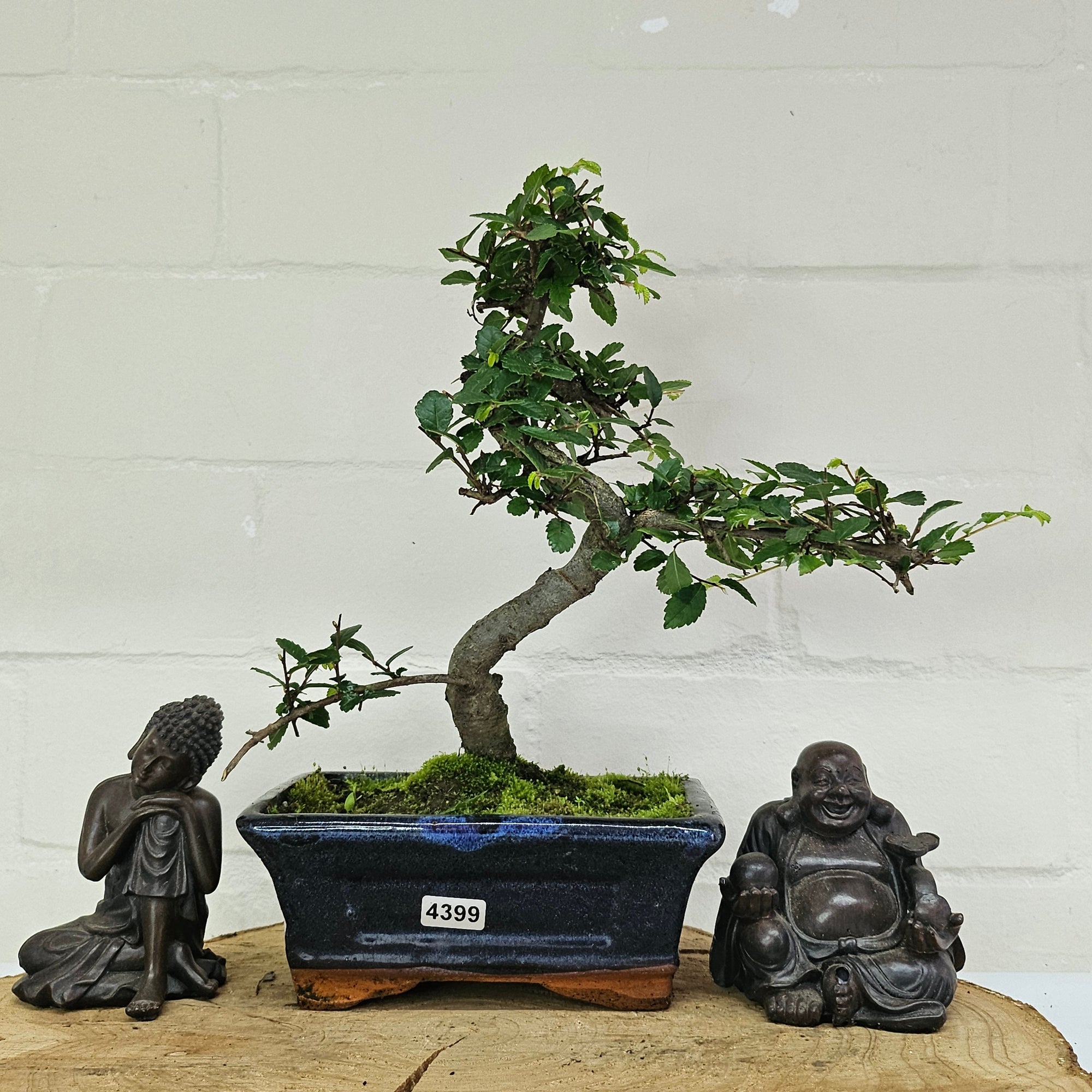 Chinese Elm (Ulmus Parvifolia) Bonsai Tree | Shaped | In 15cm Pot  | S251975