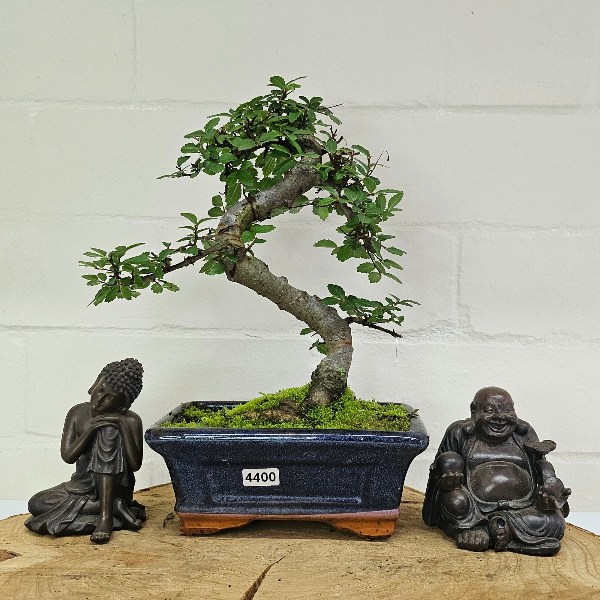 Chinese Elm (Ulmus Parvifolia) Bonsai Tree | Shaped | In 15cm Pot  | S251975