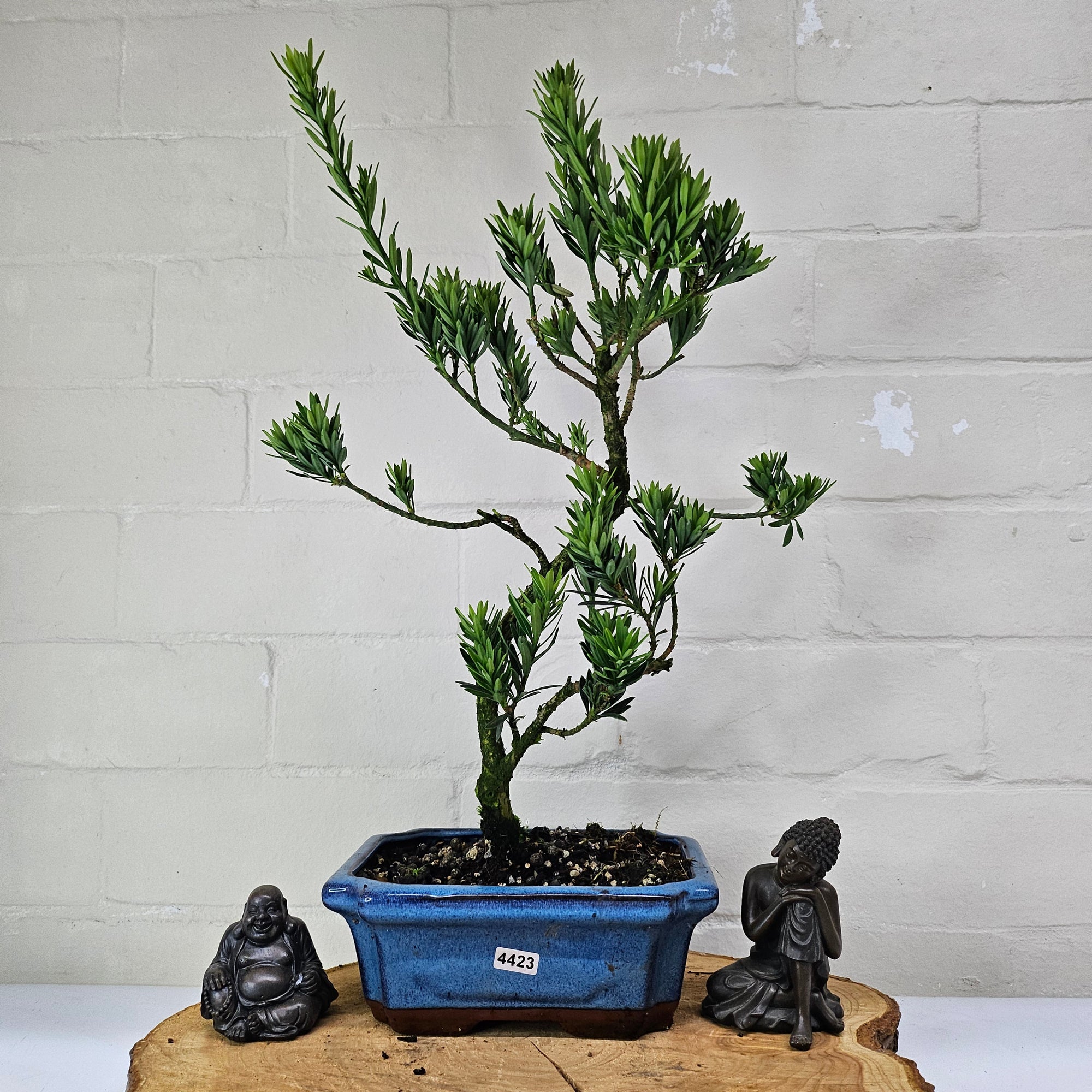 Buddhist Pine (Podocarpus Micro) Bonsai Tree | Shaped | In 20cm Pot  S25883