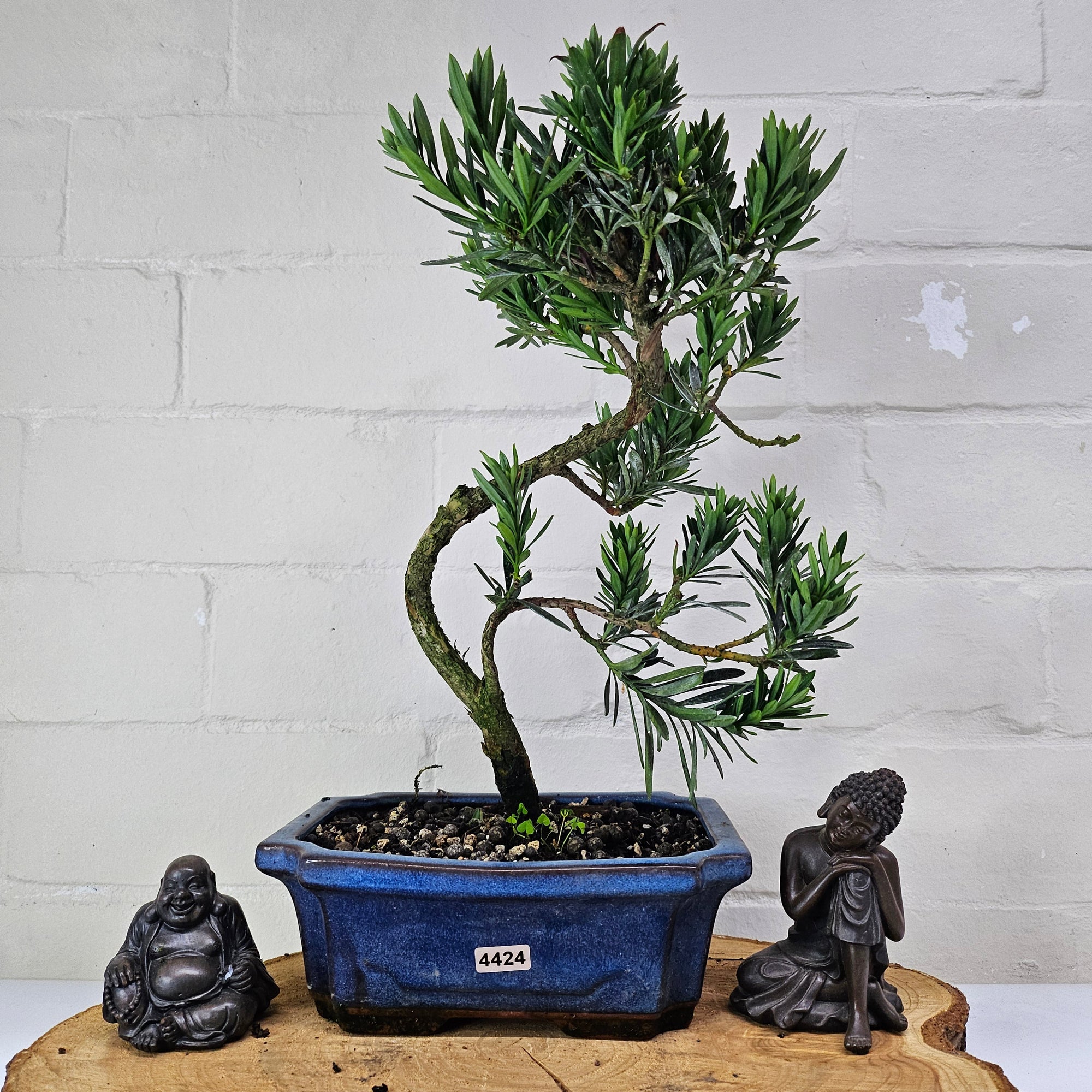 Buddhist Pine (Podocarpus Micro) Bonsai Tree | Shaped | In 20cm Pot  S25883