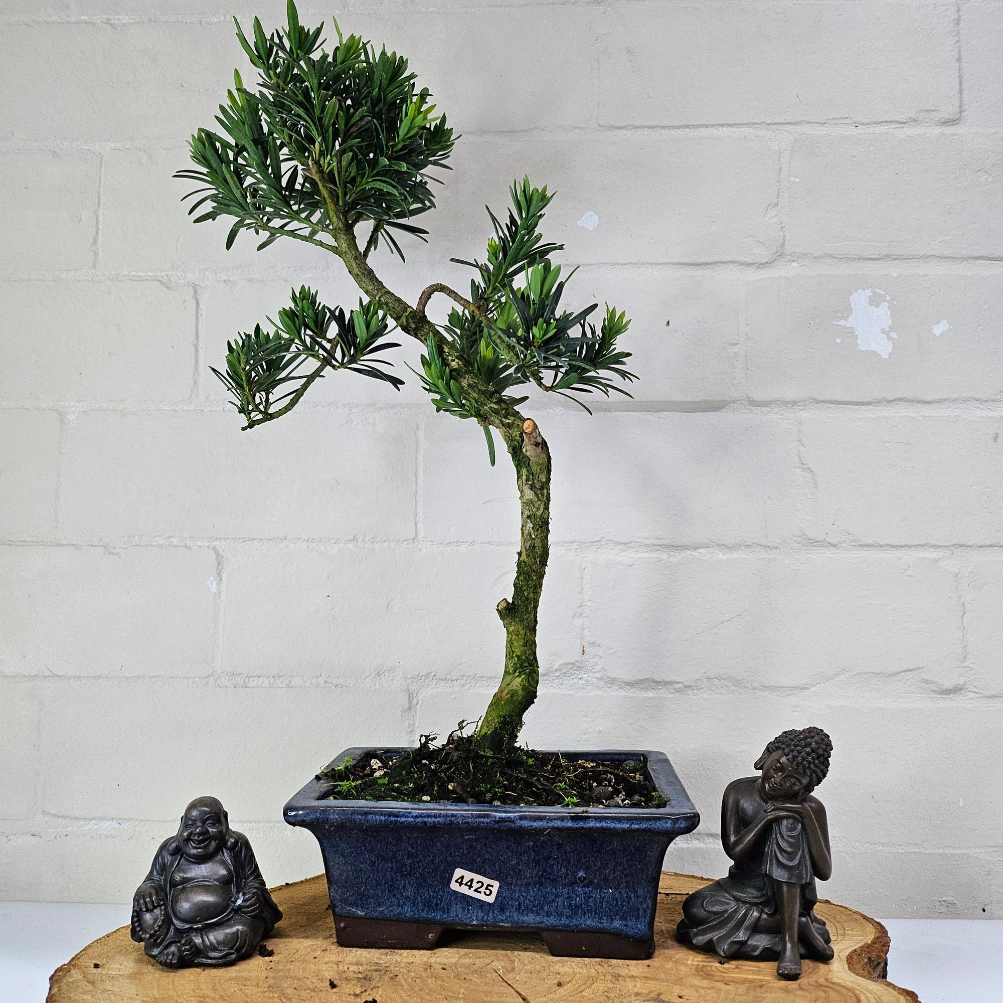 Buddhist Pine (Podocarpus Micro) Bonsai Tree | Shaped | In 20cm Pot  S25883