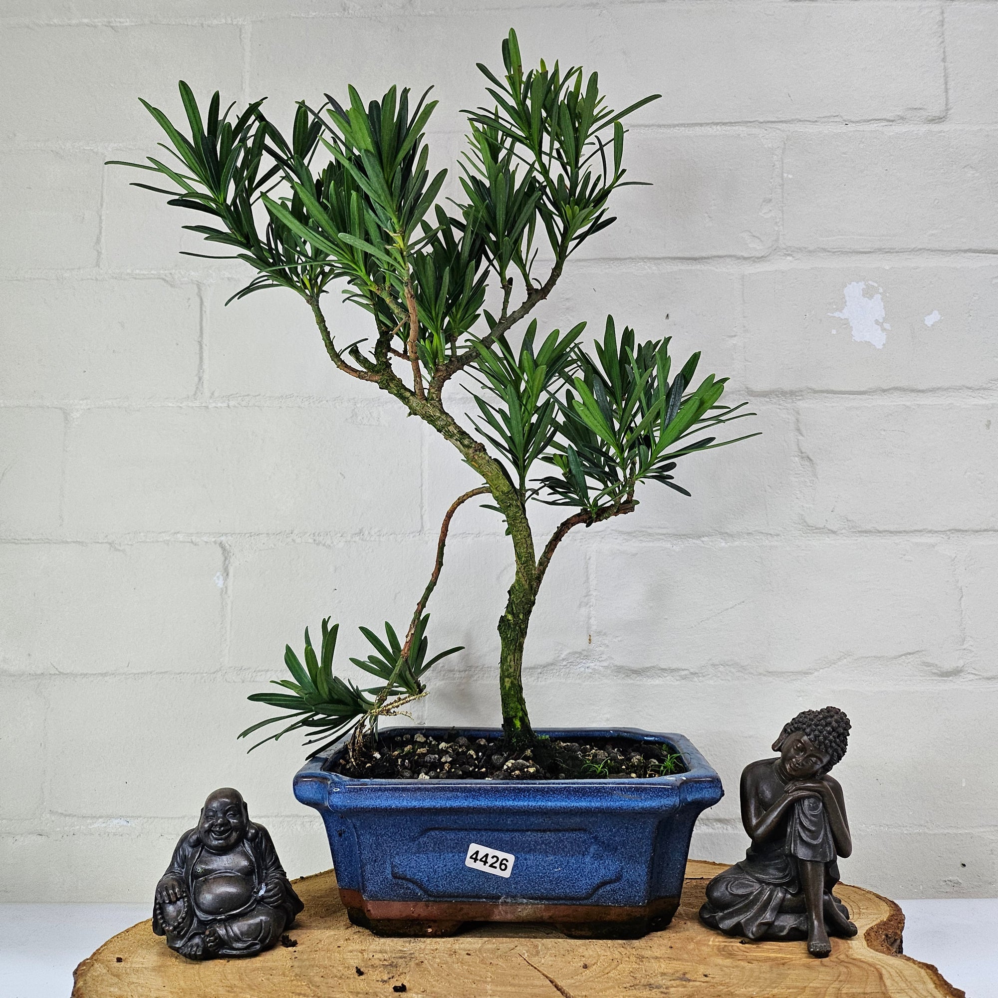 Buddhist Pine (Podocarpus Micro) Bonsai Tree | Shaped | In 20cm Pot  S25883
