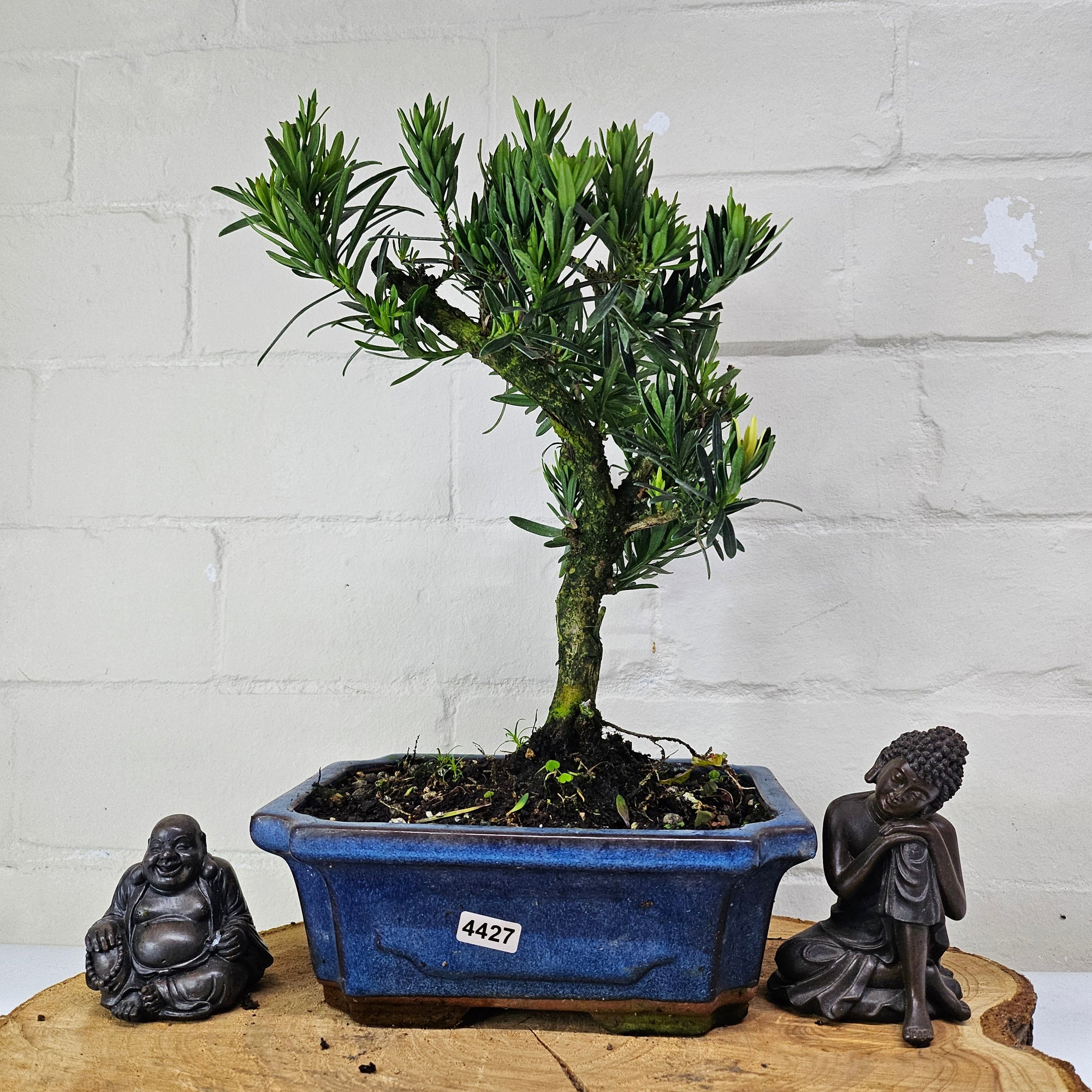Buddhist Pine (Podocarpus Micro) Bonsai Tree | Shaped | In 20cm Pot  S25883