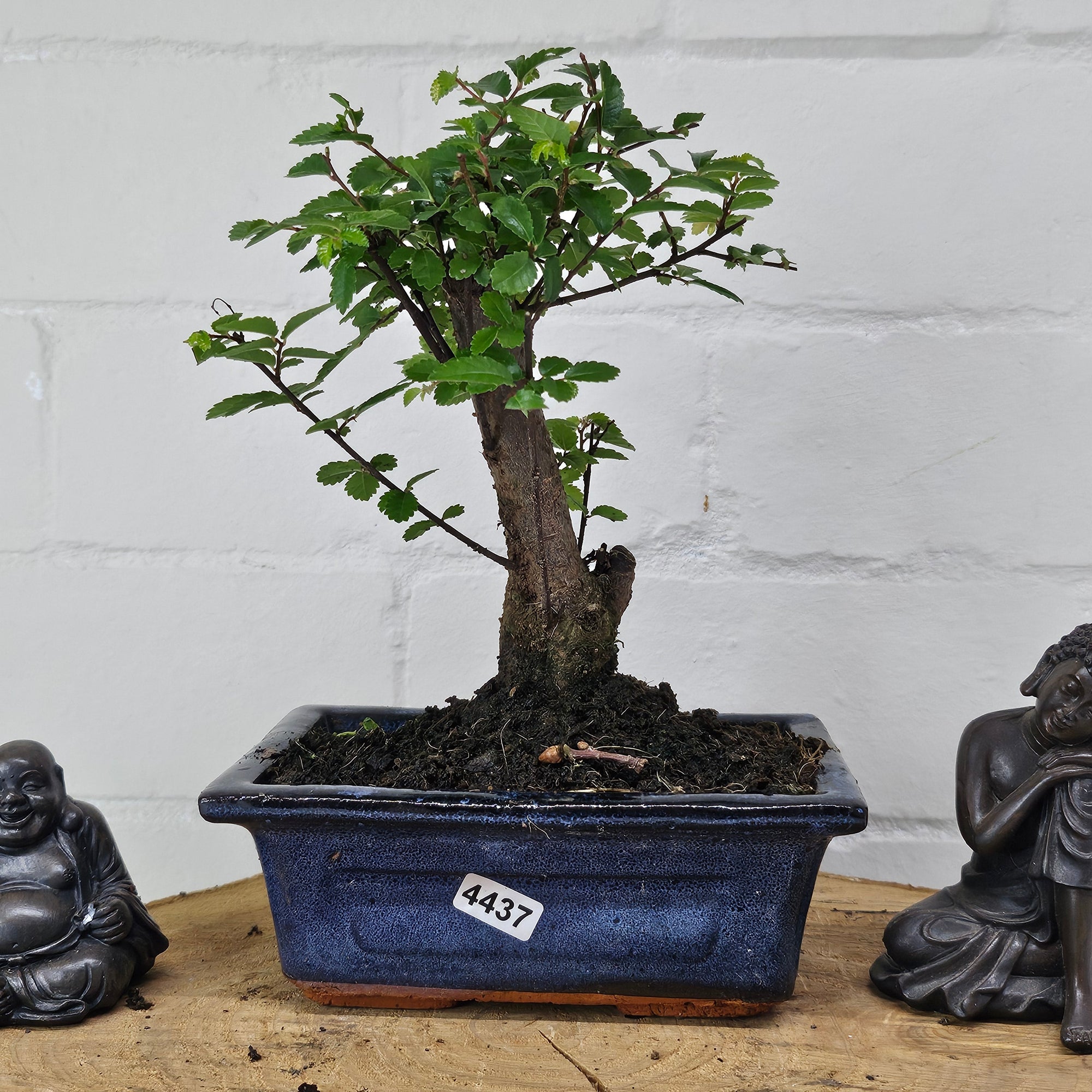 Chinese Elm (Ulmus Parvifolia) Bonsai Tree | Broom | In 15cm Pot  | S251976