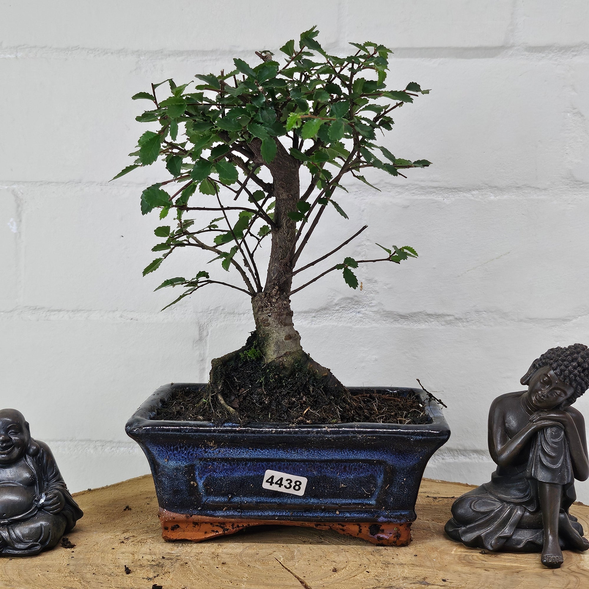 Chinese Elm (Ulmus Parvifolia) Bonsai Tree | Broom | In 15cm Pot  | S251976