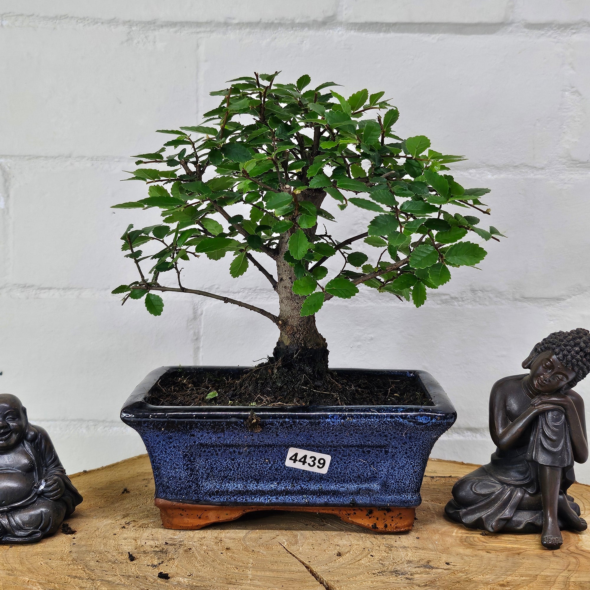 Chinese Elm (Ulmus Parvifolia) Bonsai Tree | Broom | In 15cm Pot  | S251976