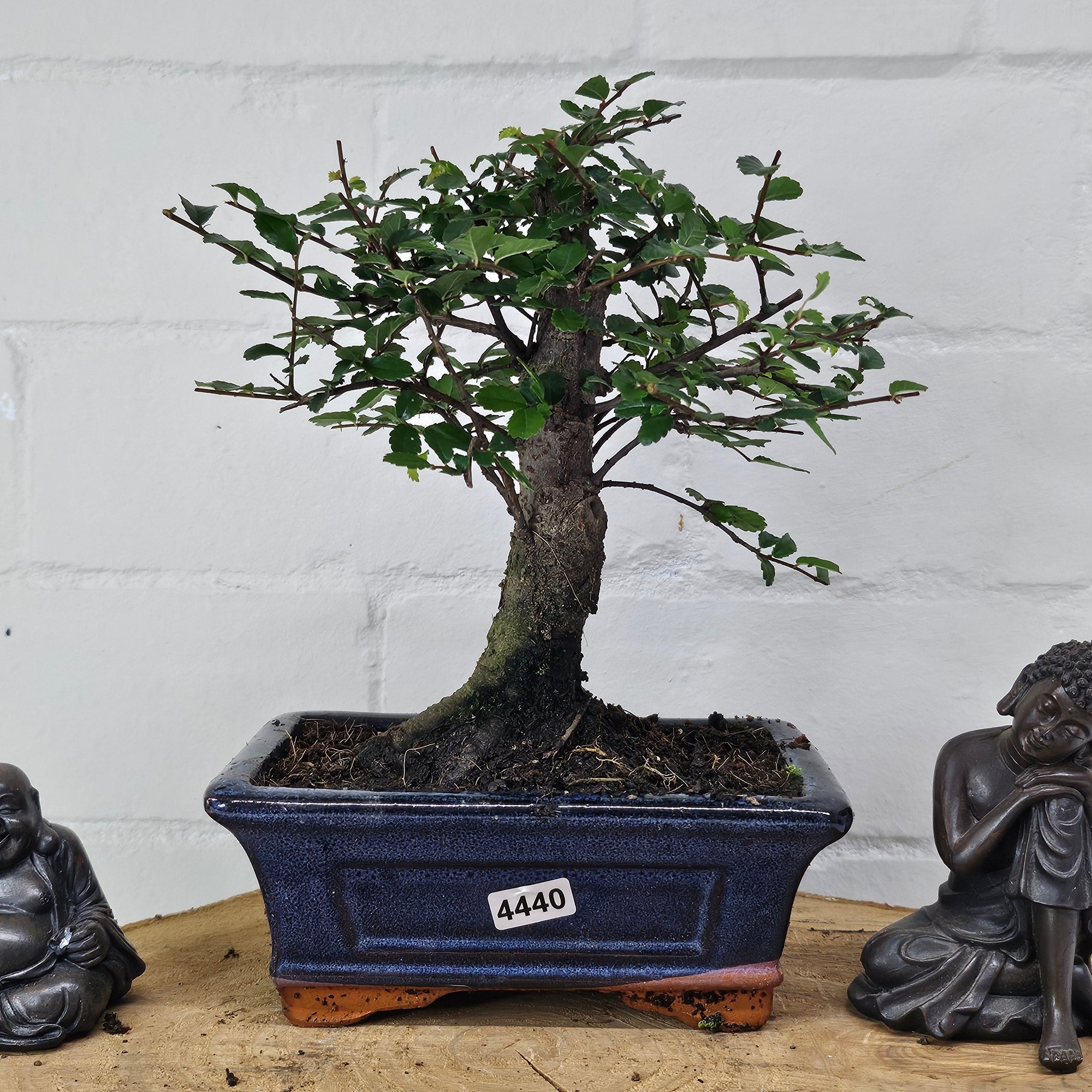 Chinese Elm (Ulmus Parvifolia) Bonsai Tree | Broom | In 15cm Pot  | S251976
